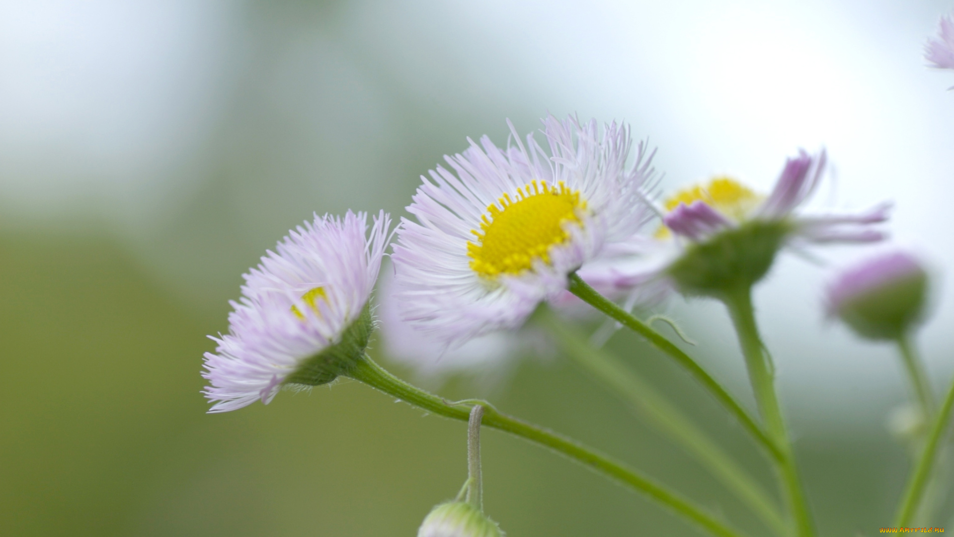 цветы, ромашки, бутоны