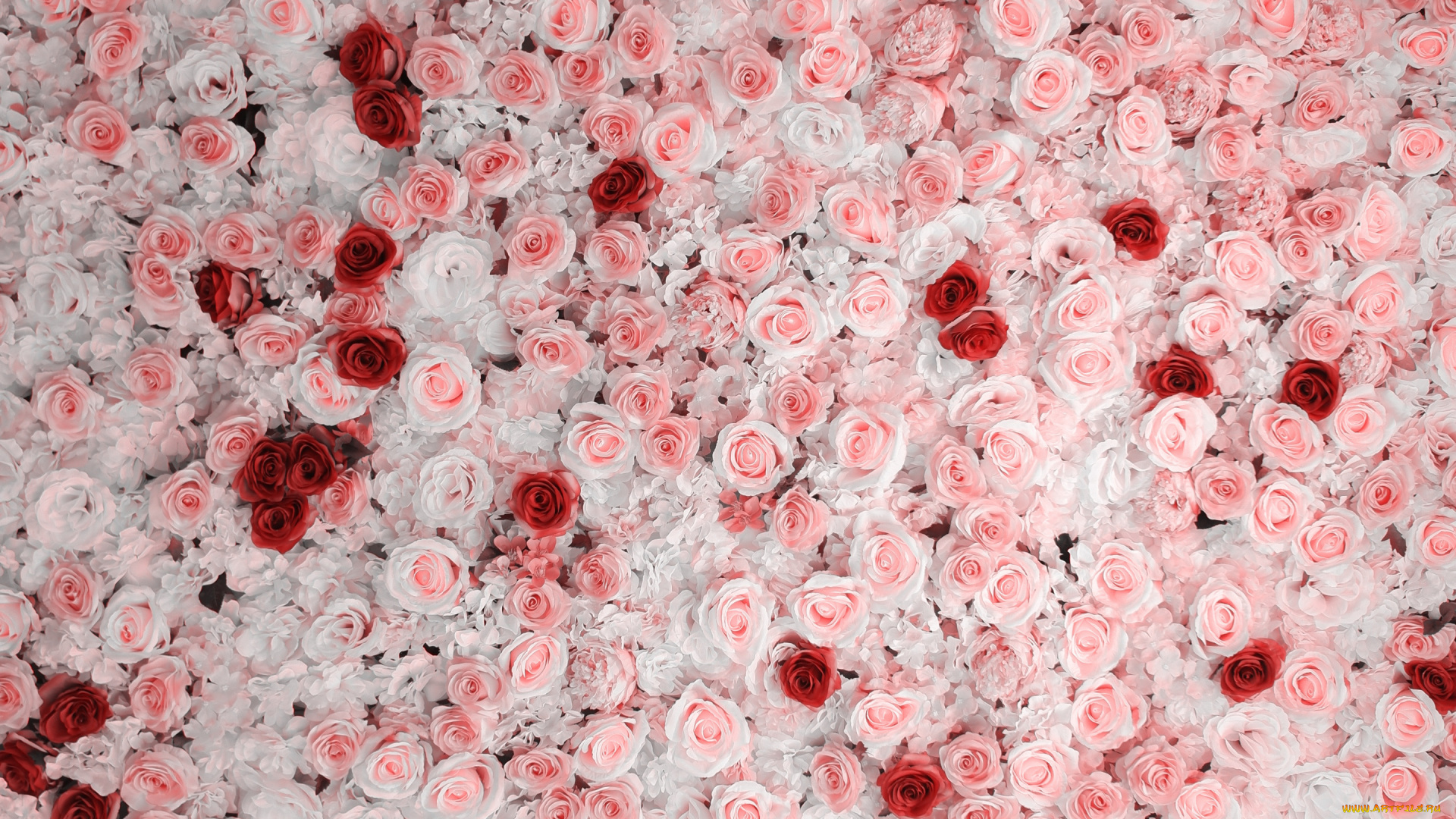 цветы, розы