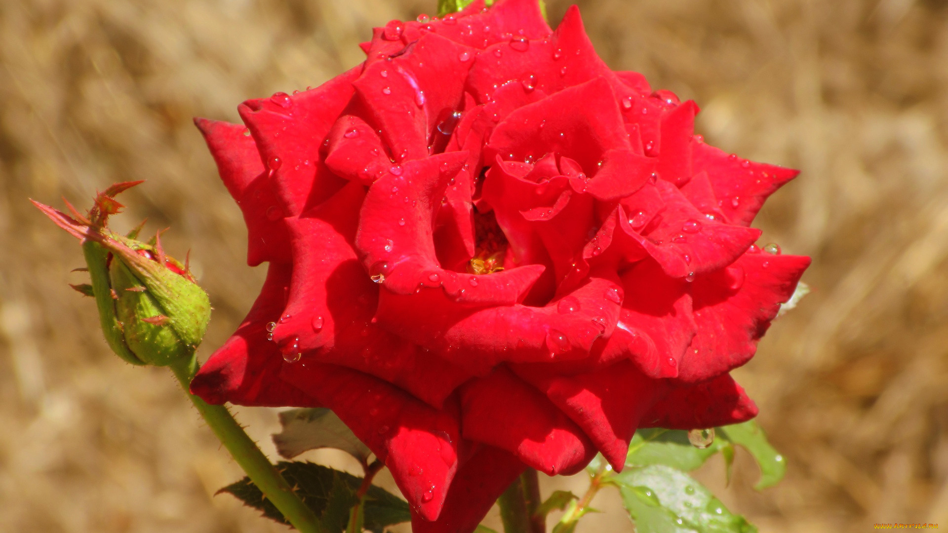 цветы, розы, роза