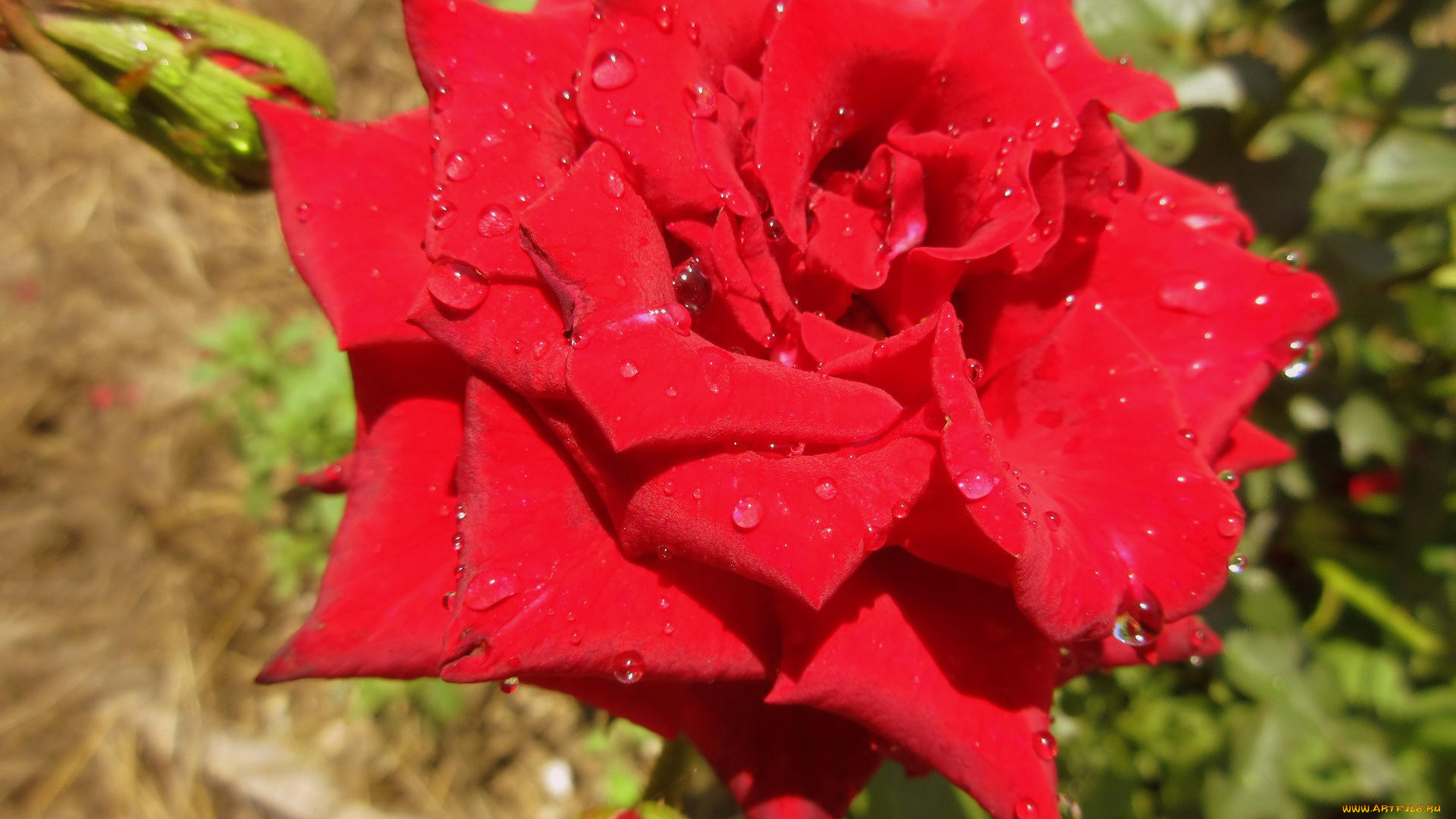 цветы, розы, роза