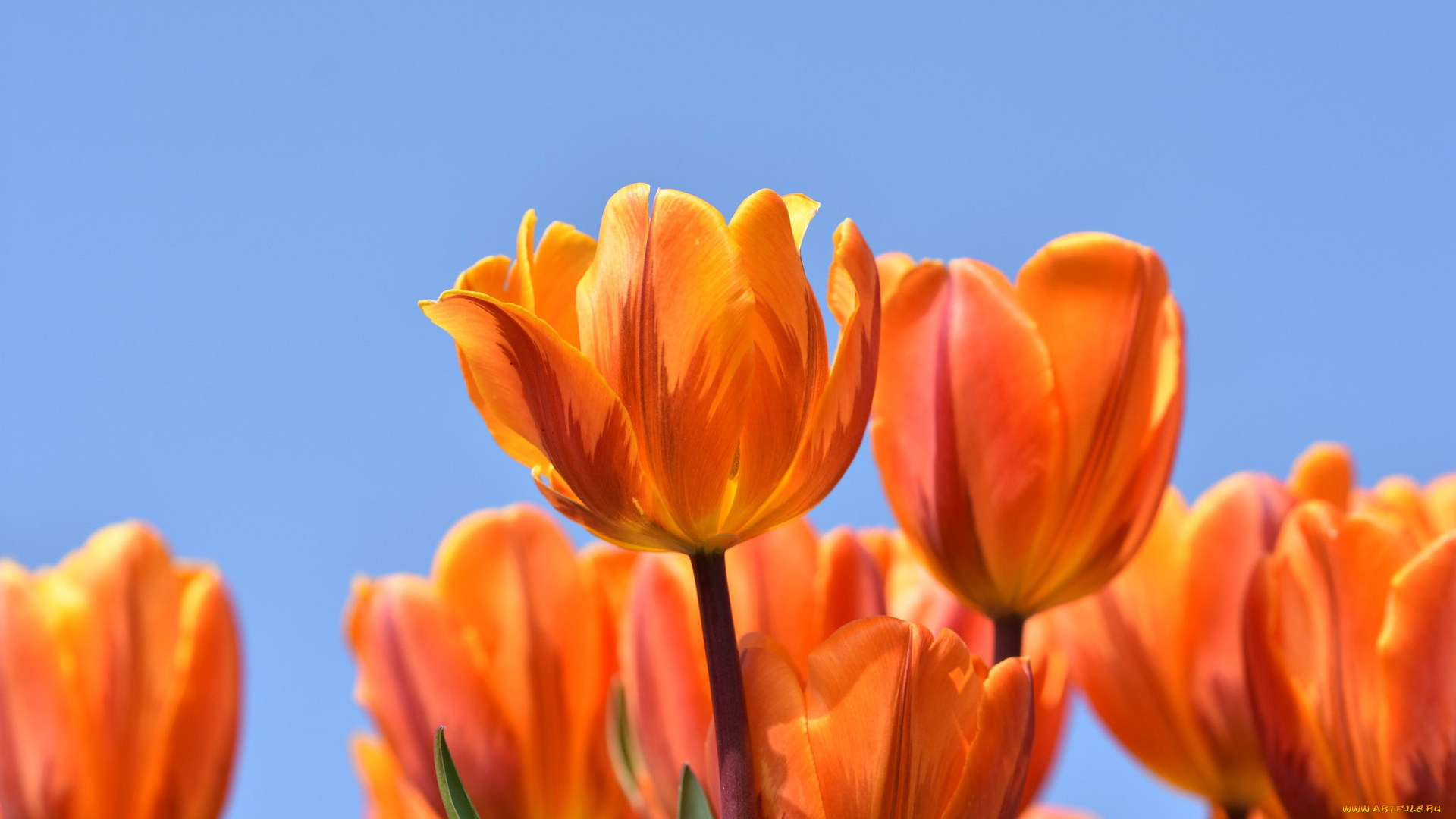 цветы, тюльпаны