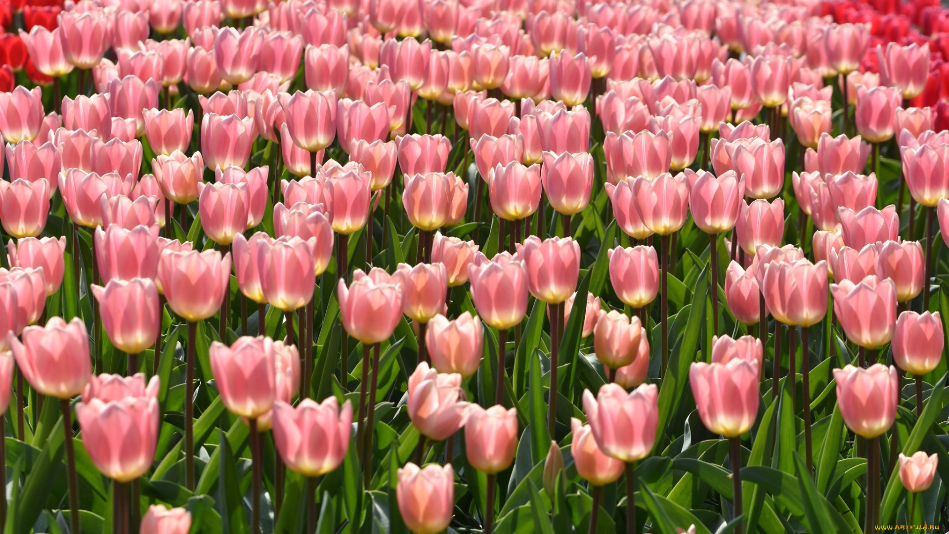 цветы, тюльпаны