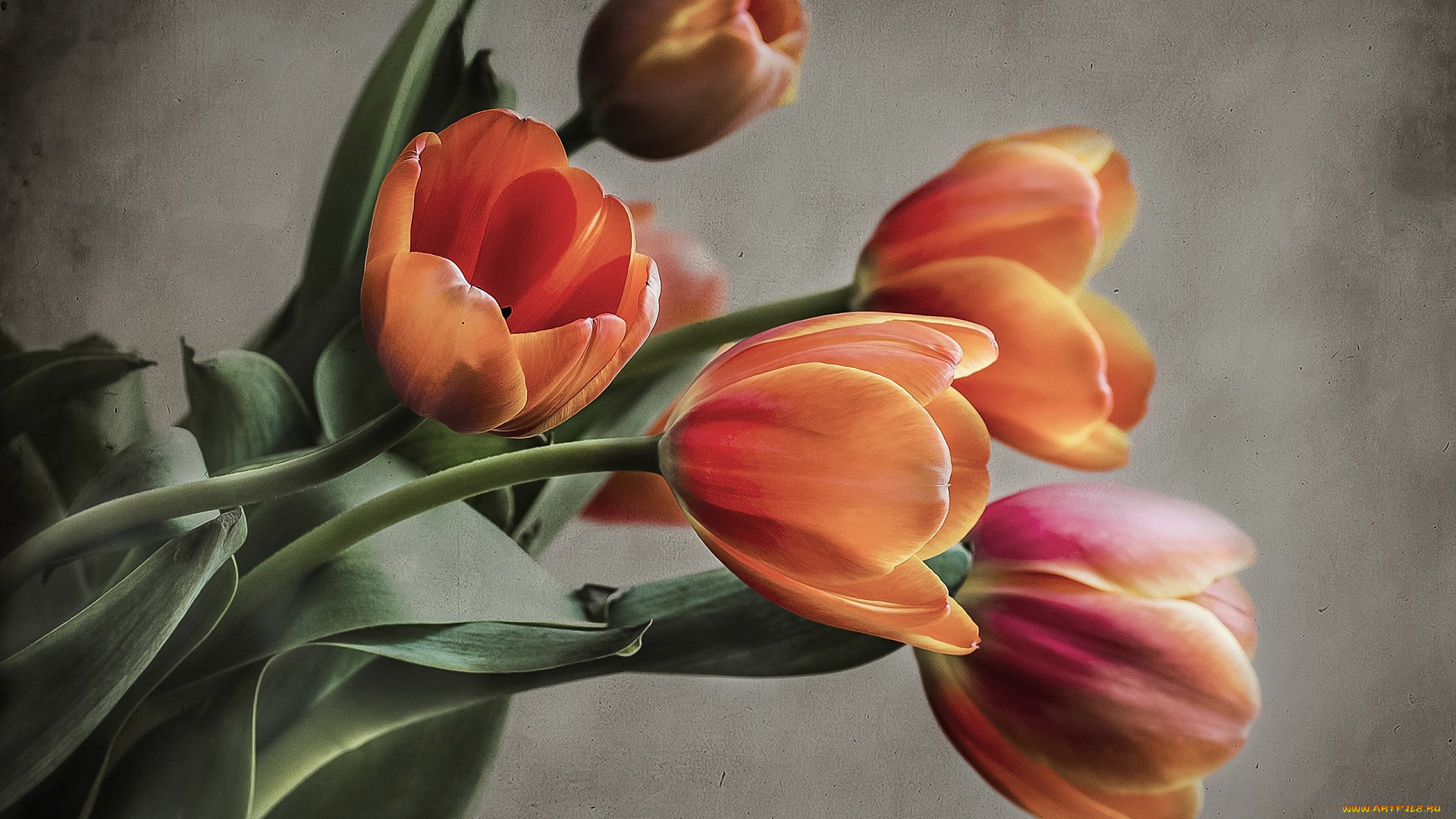 цветы, тюльпаны, букет