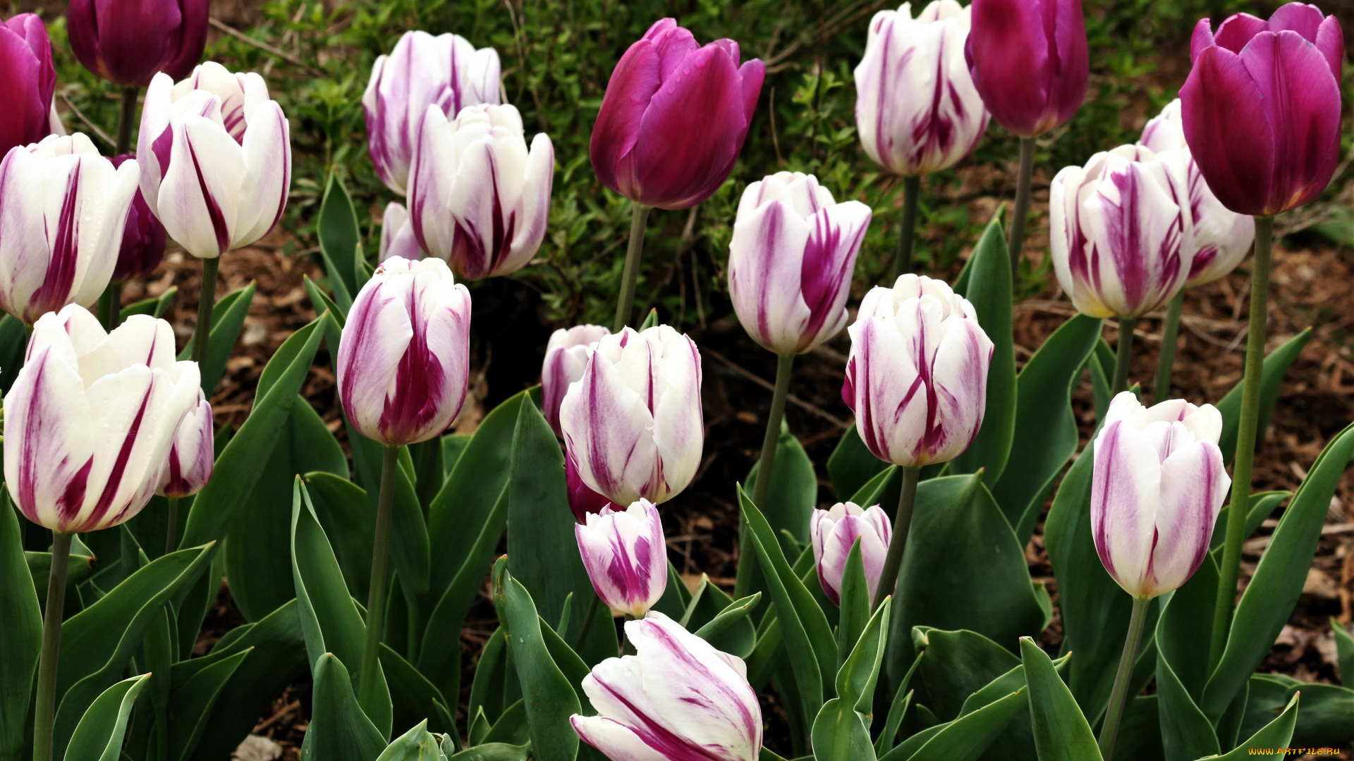 цветы, тюльпаны, бутоны