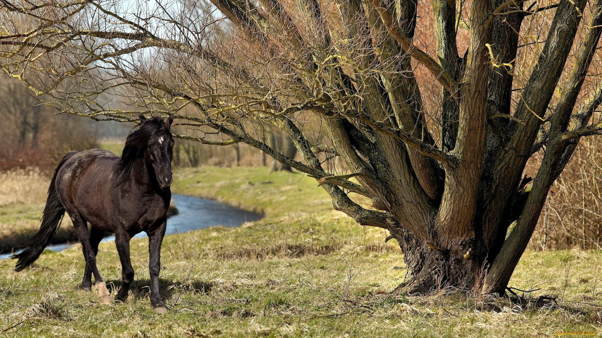 животные, лошади, деревья, вороной, конь, ручей