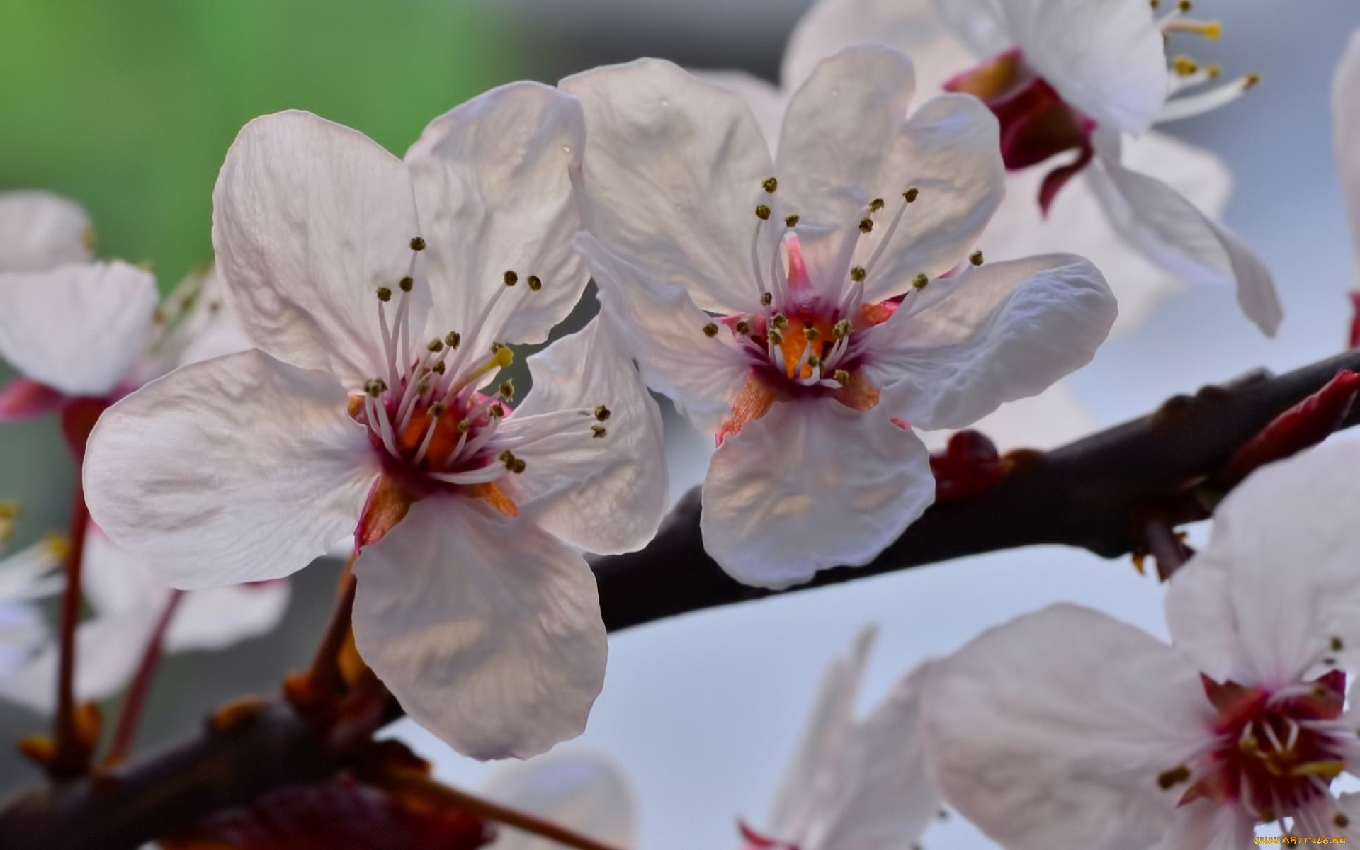 цветы, цветущие, деревья, , , кустарники, макро