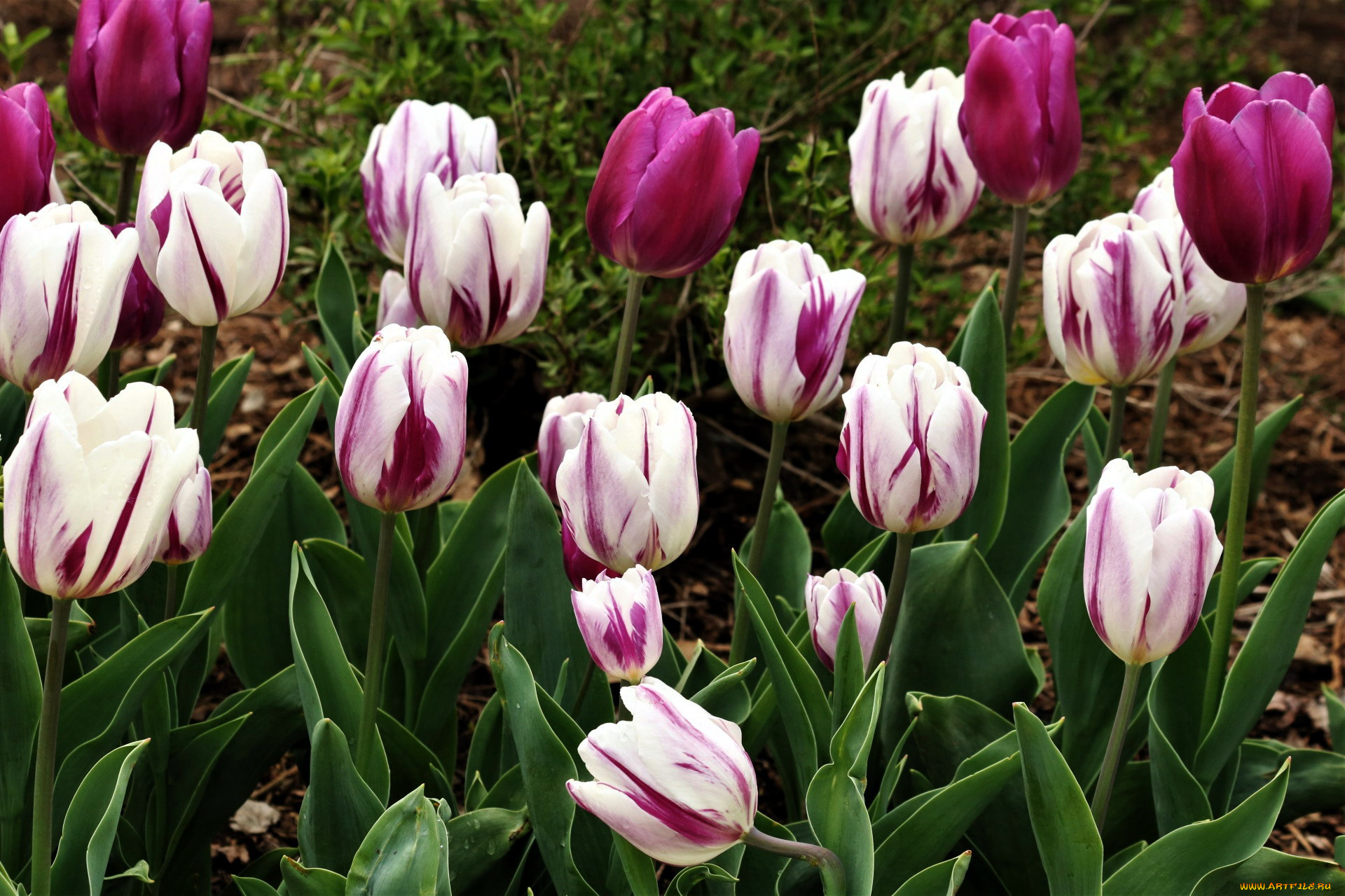 цветы, тюльпаны, бутоны