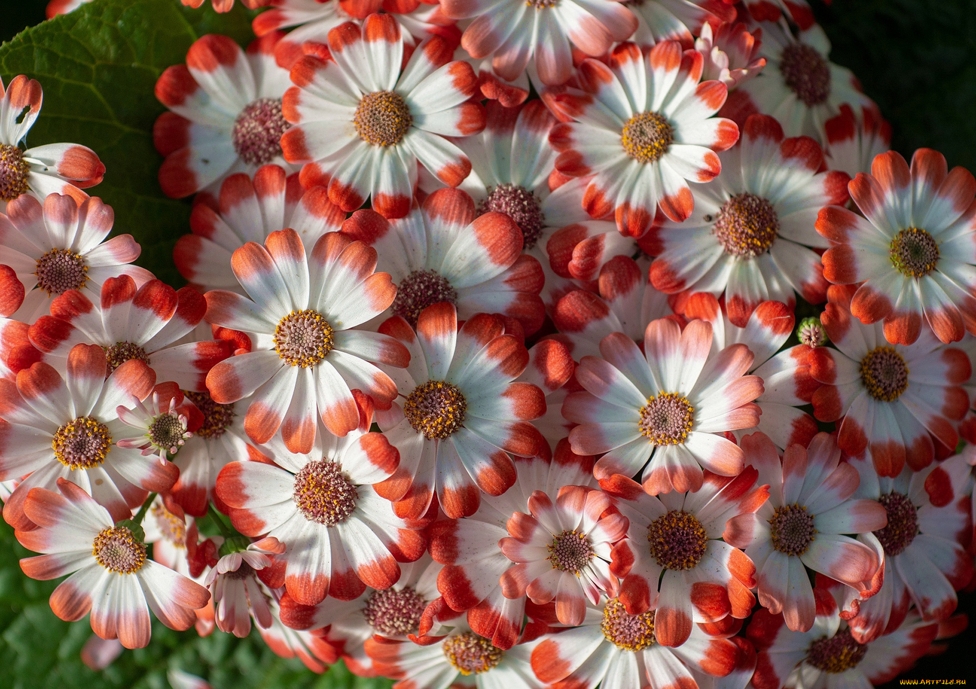 цветы, цинерария, макро, лепестки, гибридная