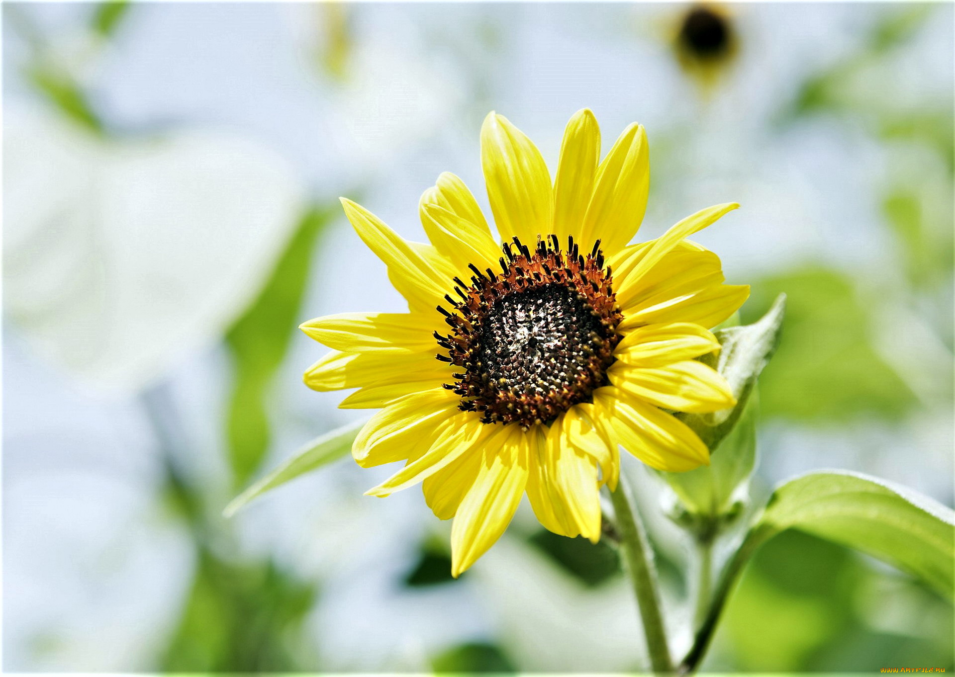 цветы, подсолнухи, подсолнух, желтый