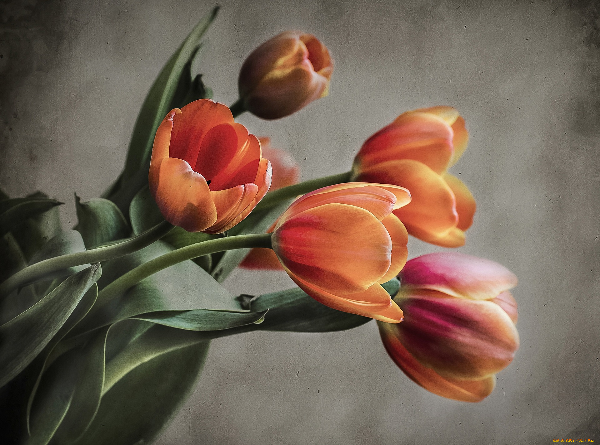 цветы, тюльпаны, букет