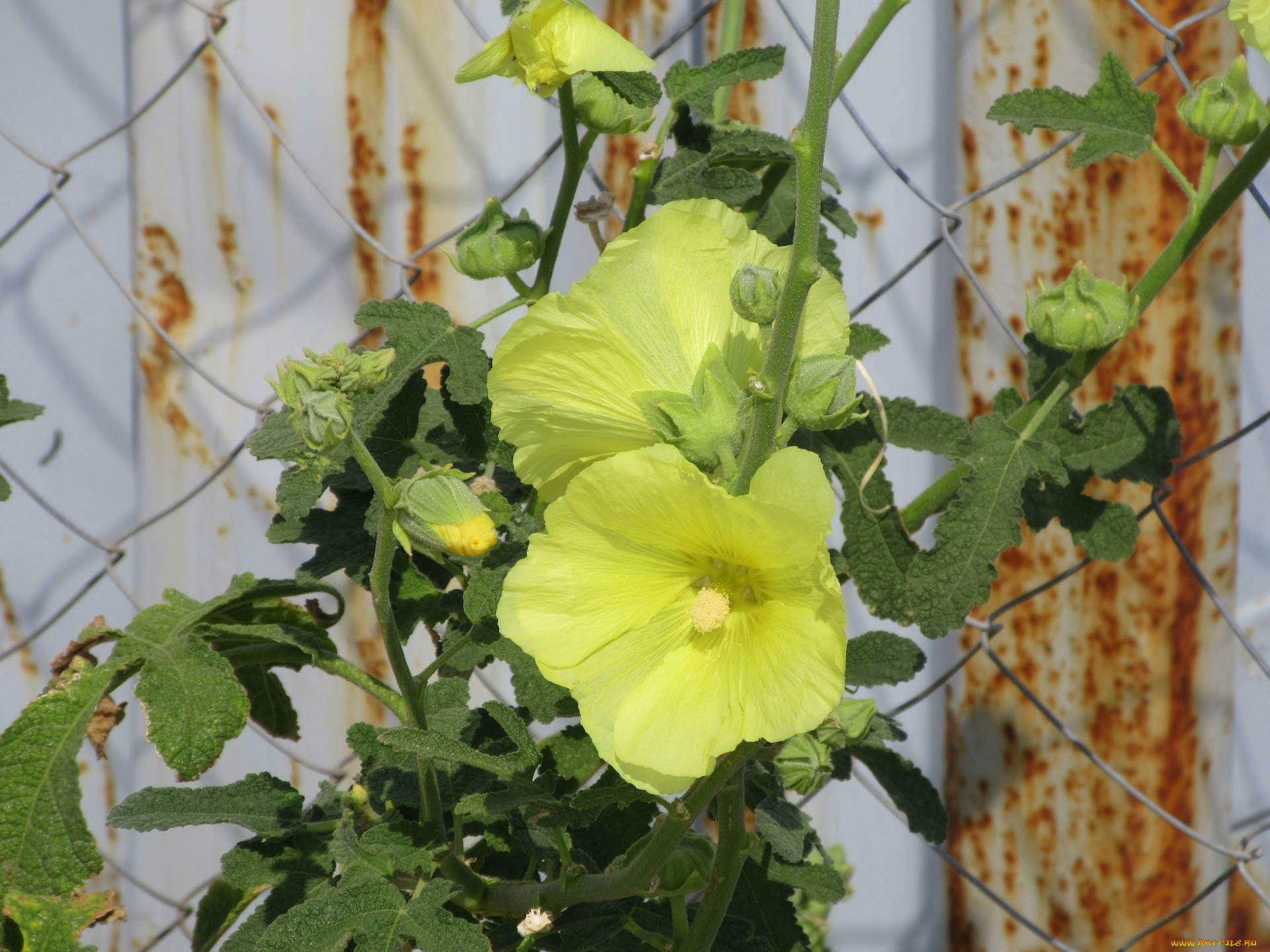 цветы, мальвы, мальва