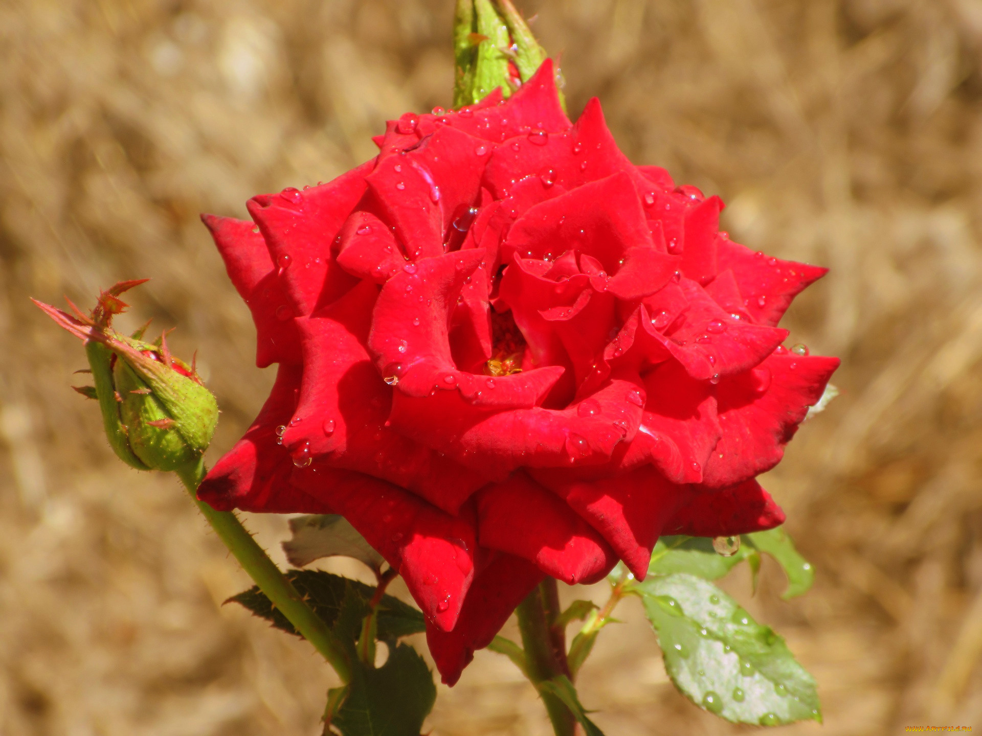 цветы, розы, роза