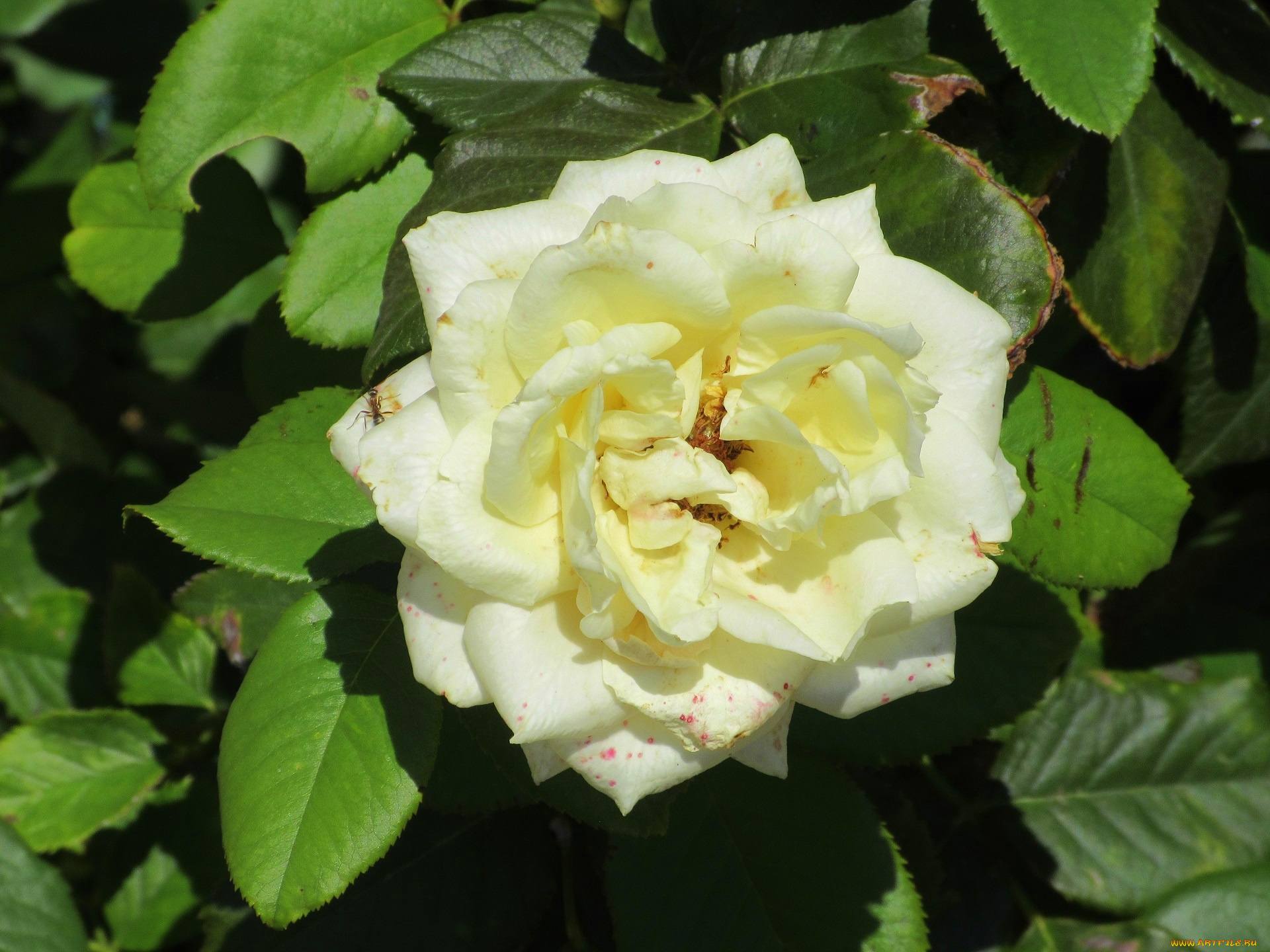 цветы, розы, роза