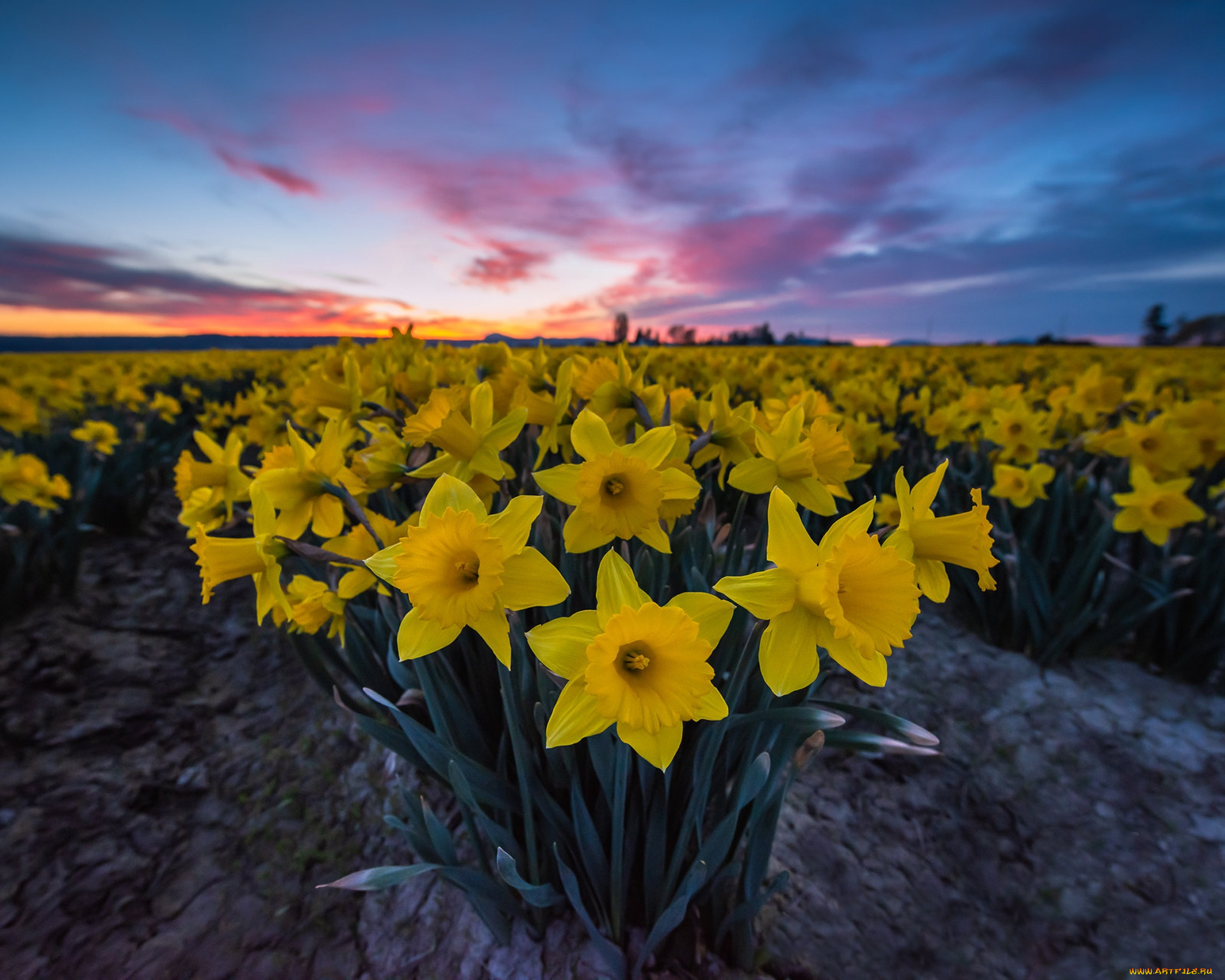 цветы, нарциссы, поле