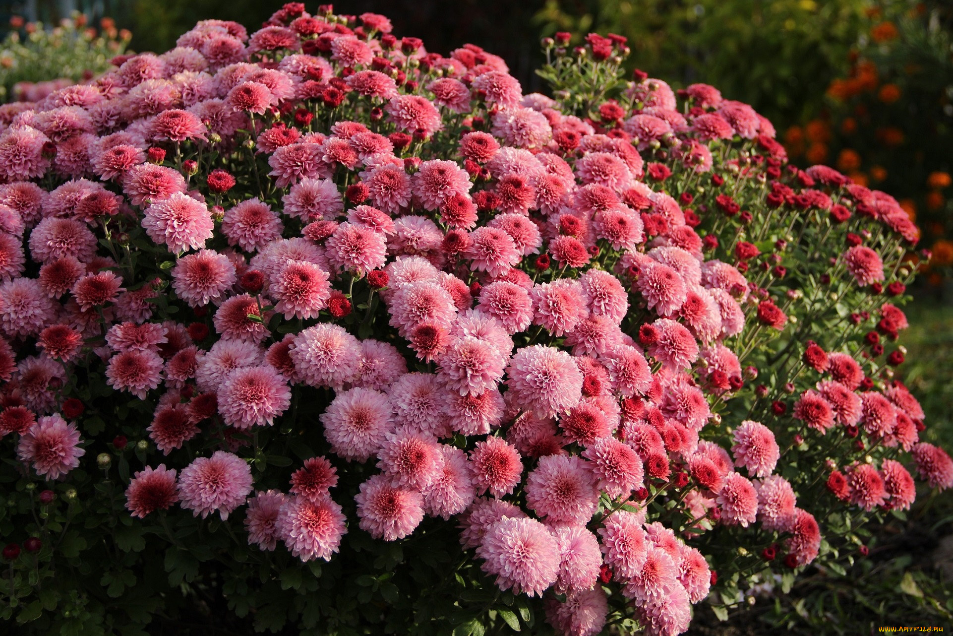 цветы, хризантемы, куст