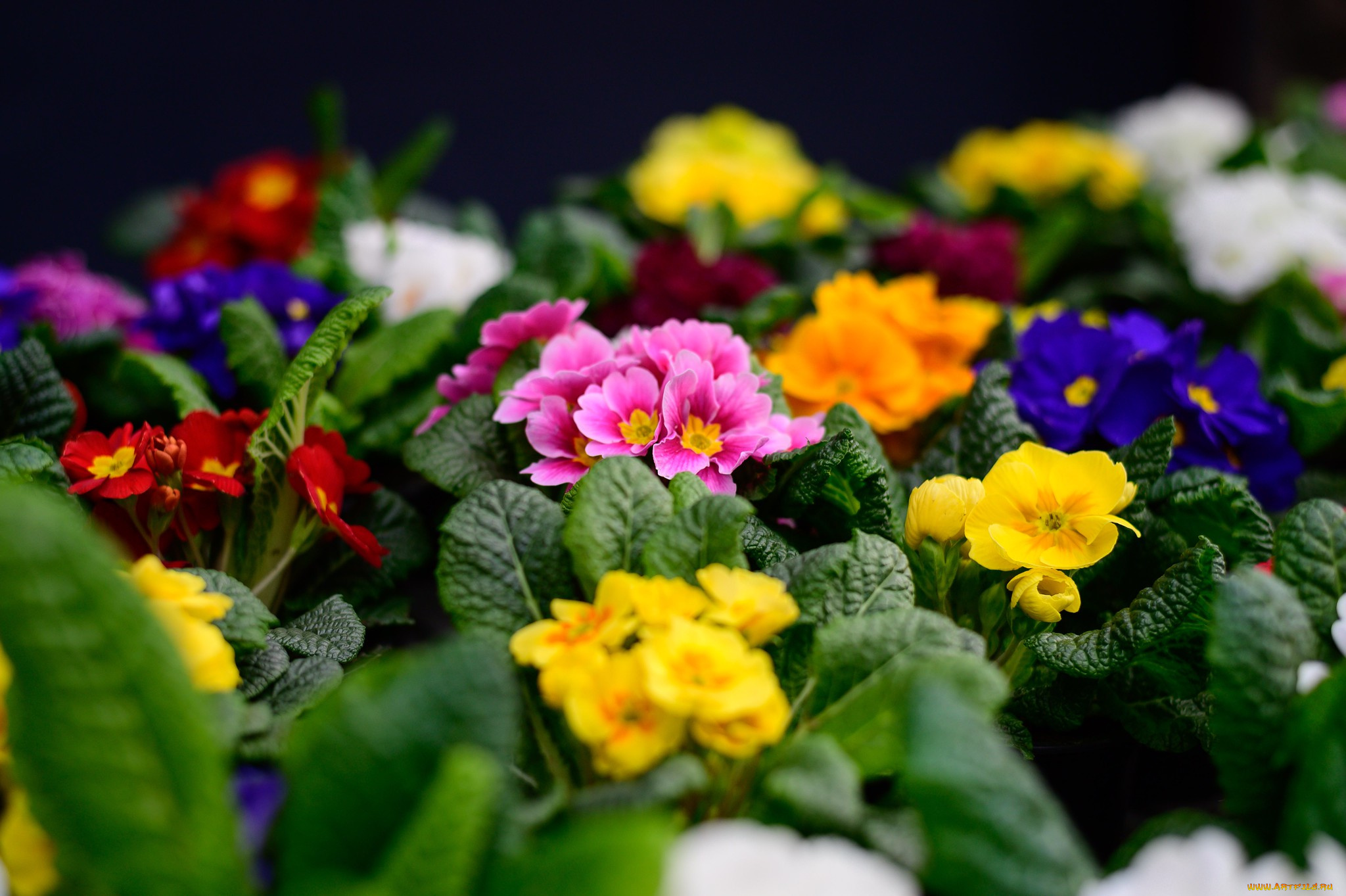 цветы, примулы, примула, весна, макро, цветение