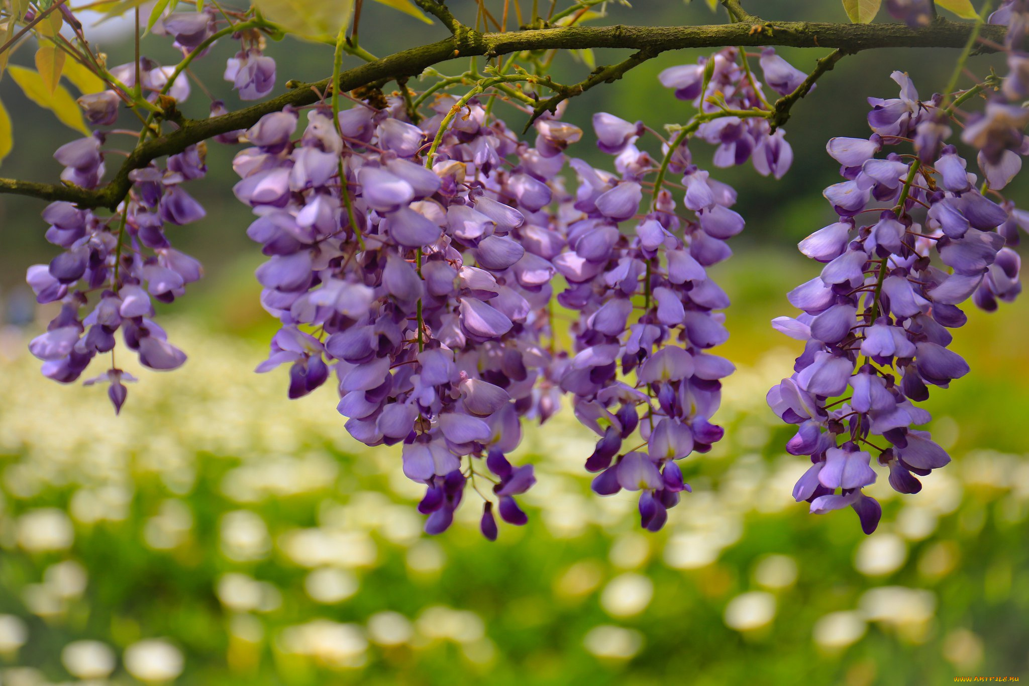 цветы, глициния