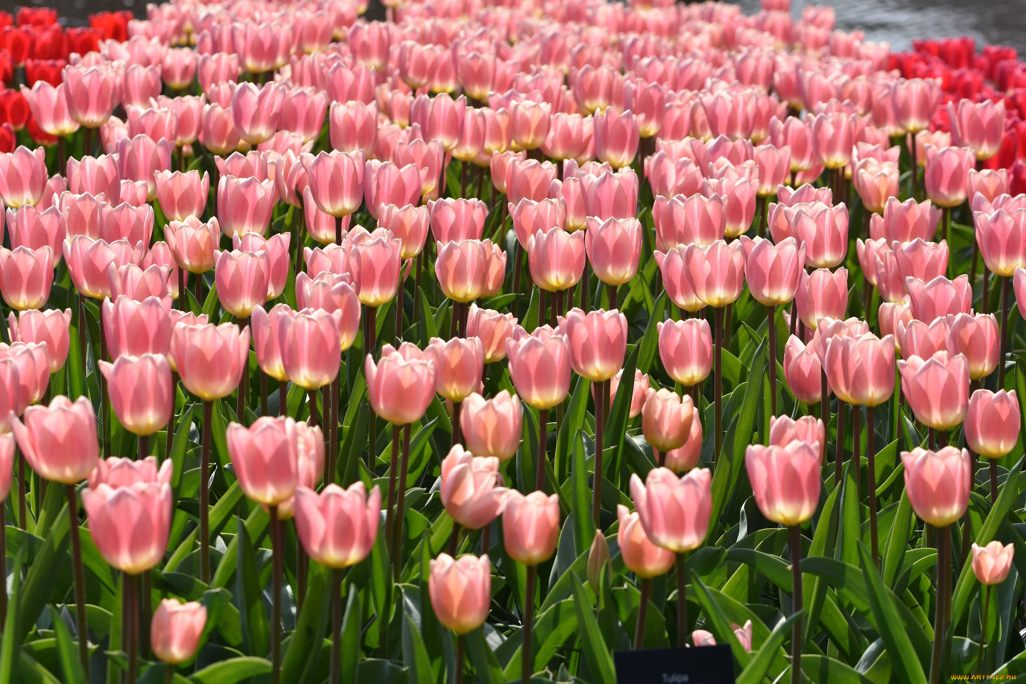 цветы, тюльпаны