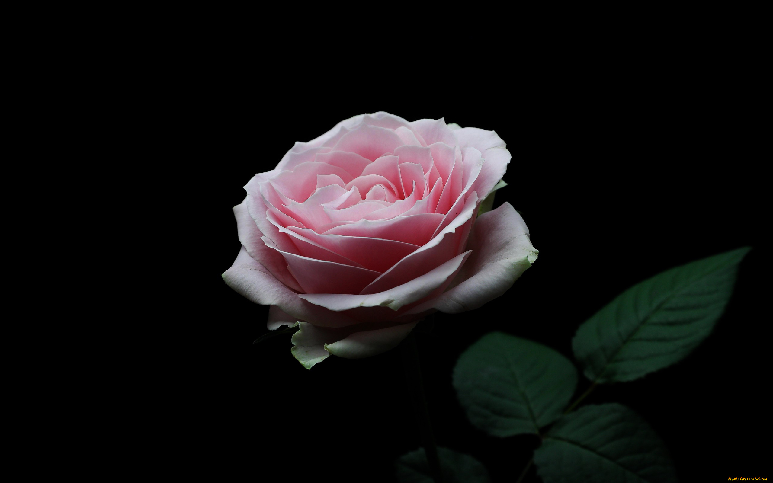 цветы, розы, нежность