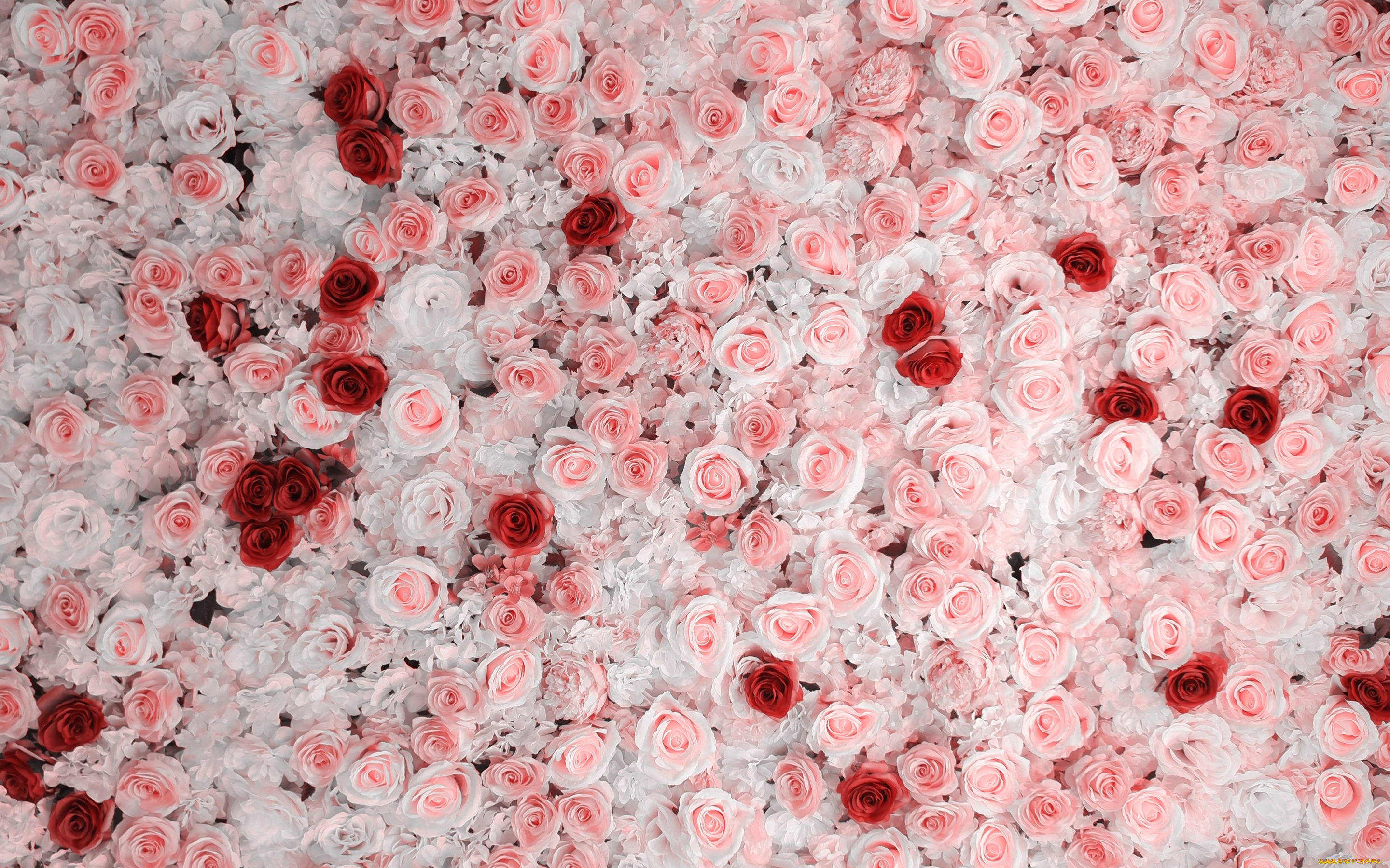 цветы, розы