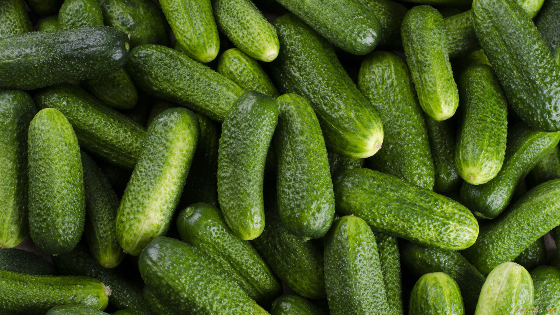 еда, огурцы, свежие, много, урожай