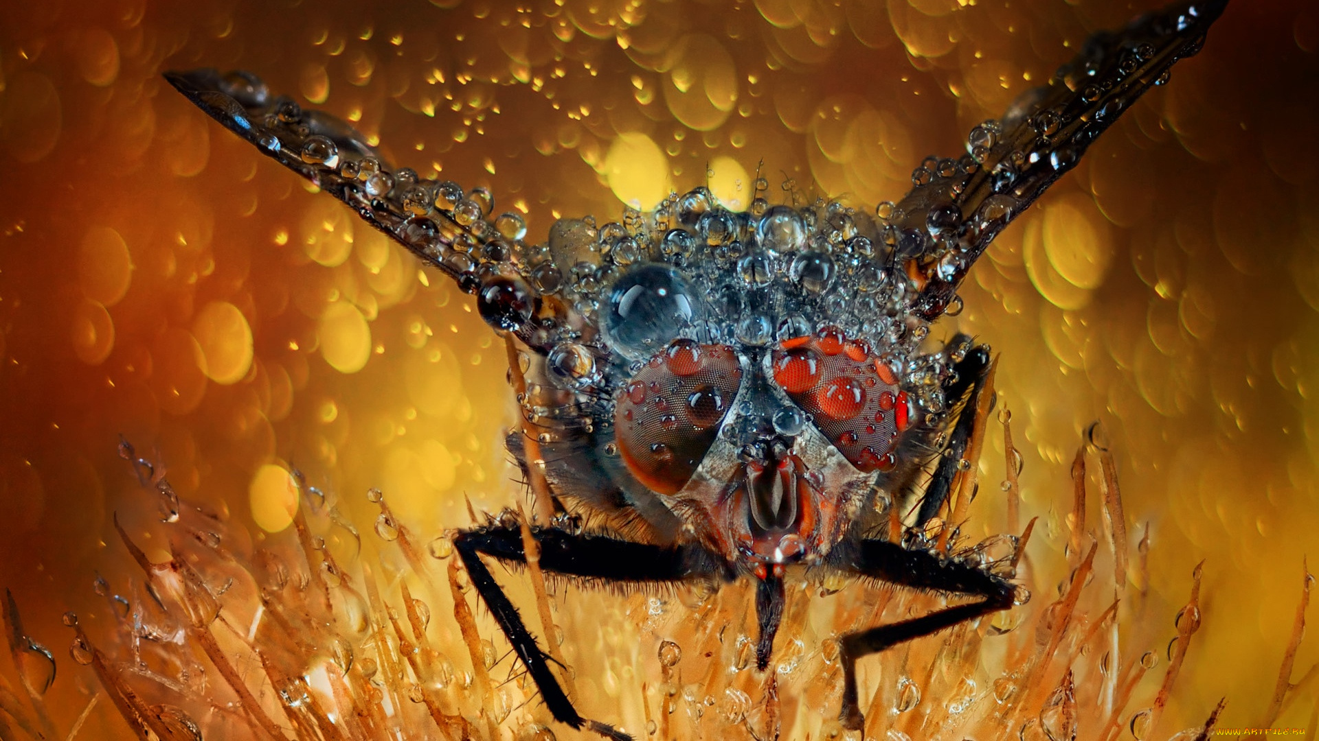 животные, насекомые, муха