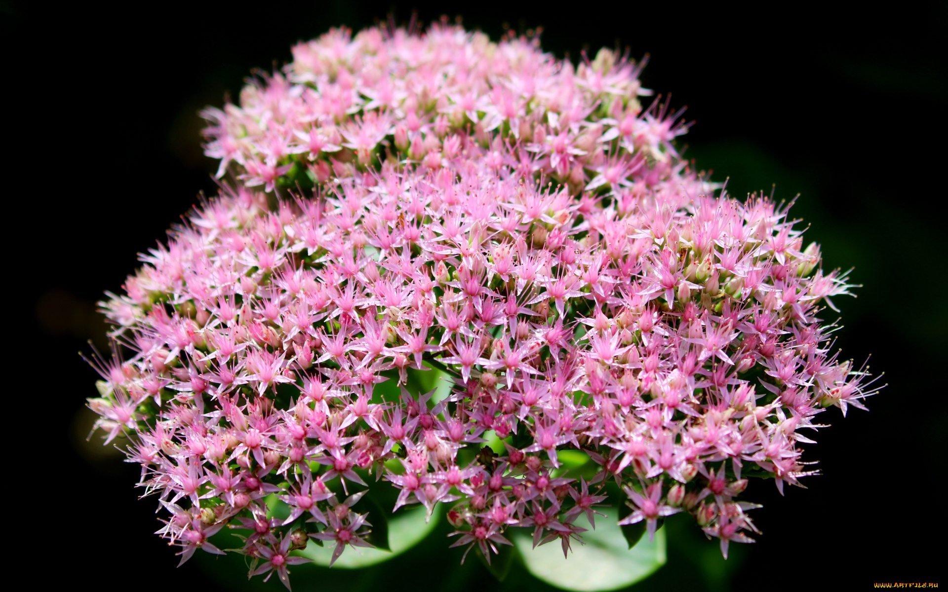 цветы, цветочки, розовые