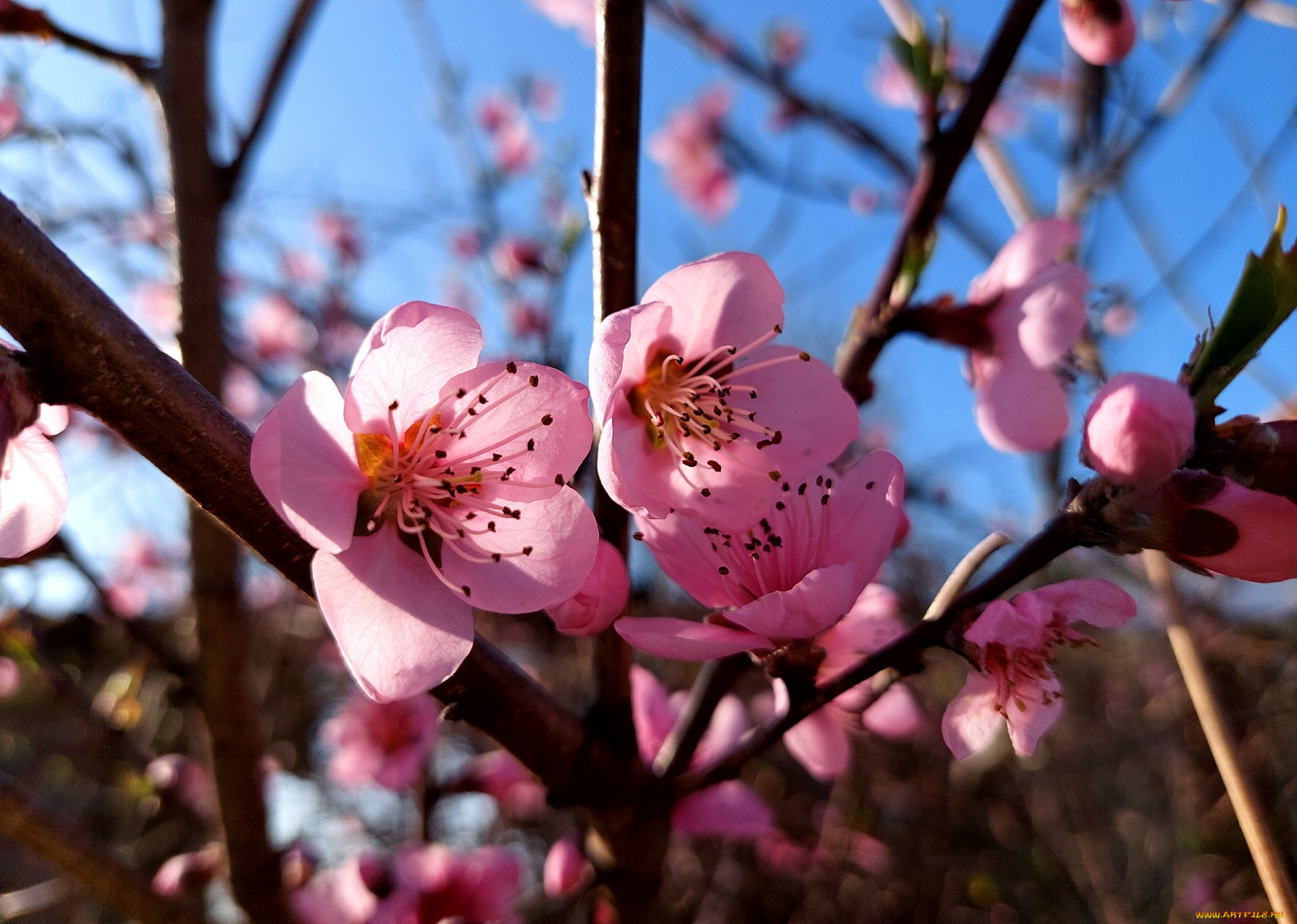 11, 04, 2022, цветы, цветущие, деревья, , , кустарники, весна