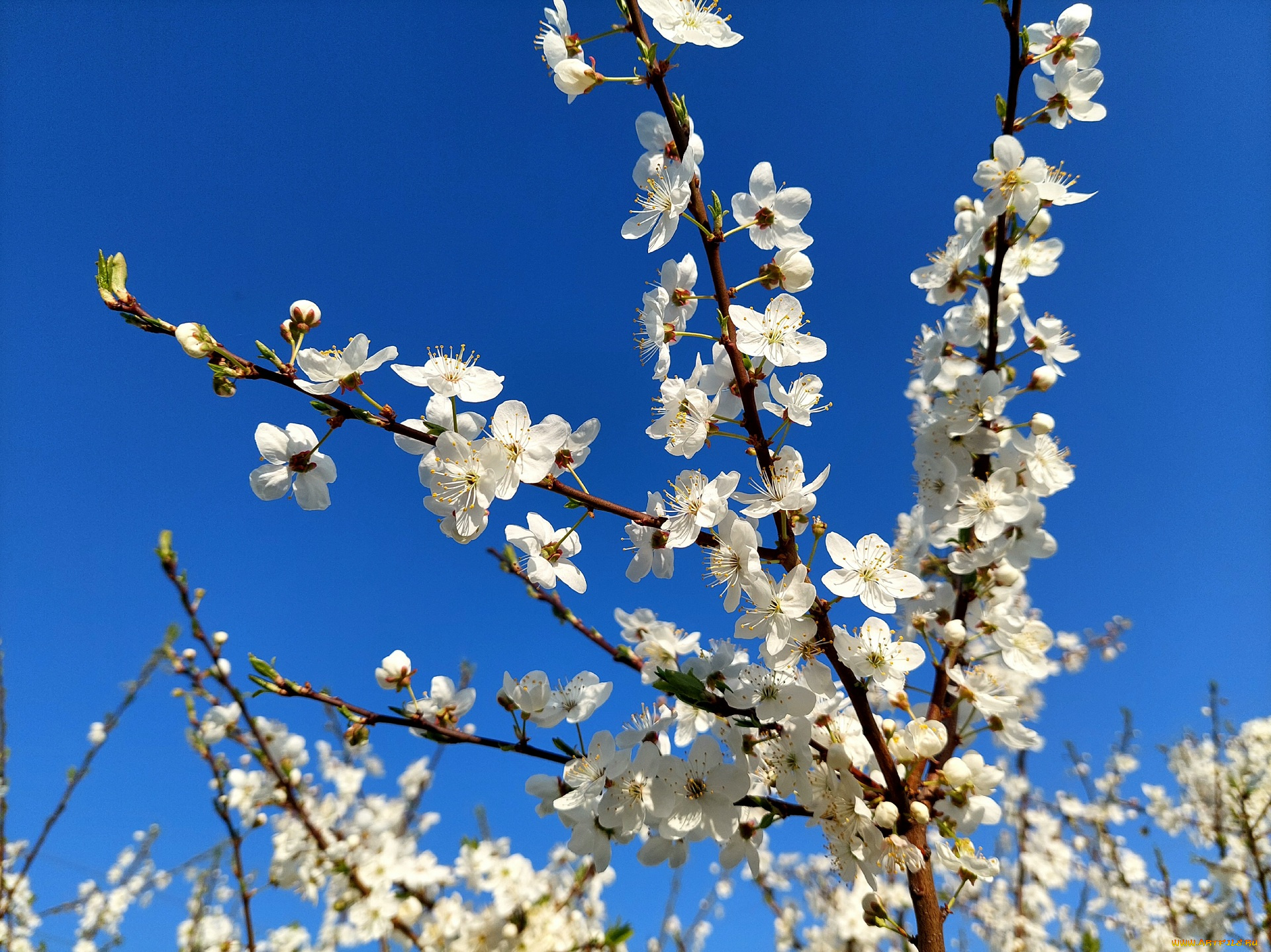 11, 04, 2022, цветы, цветущие, деревья, , , кустарники, весна