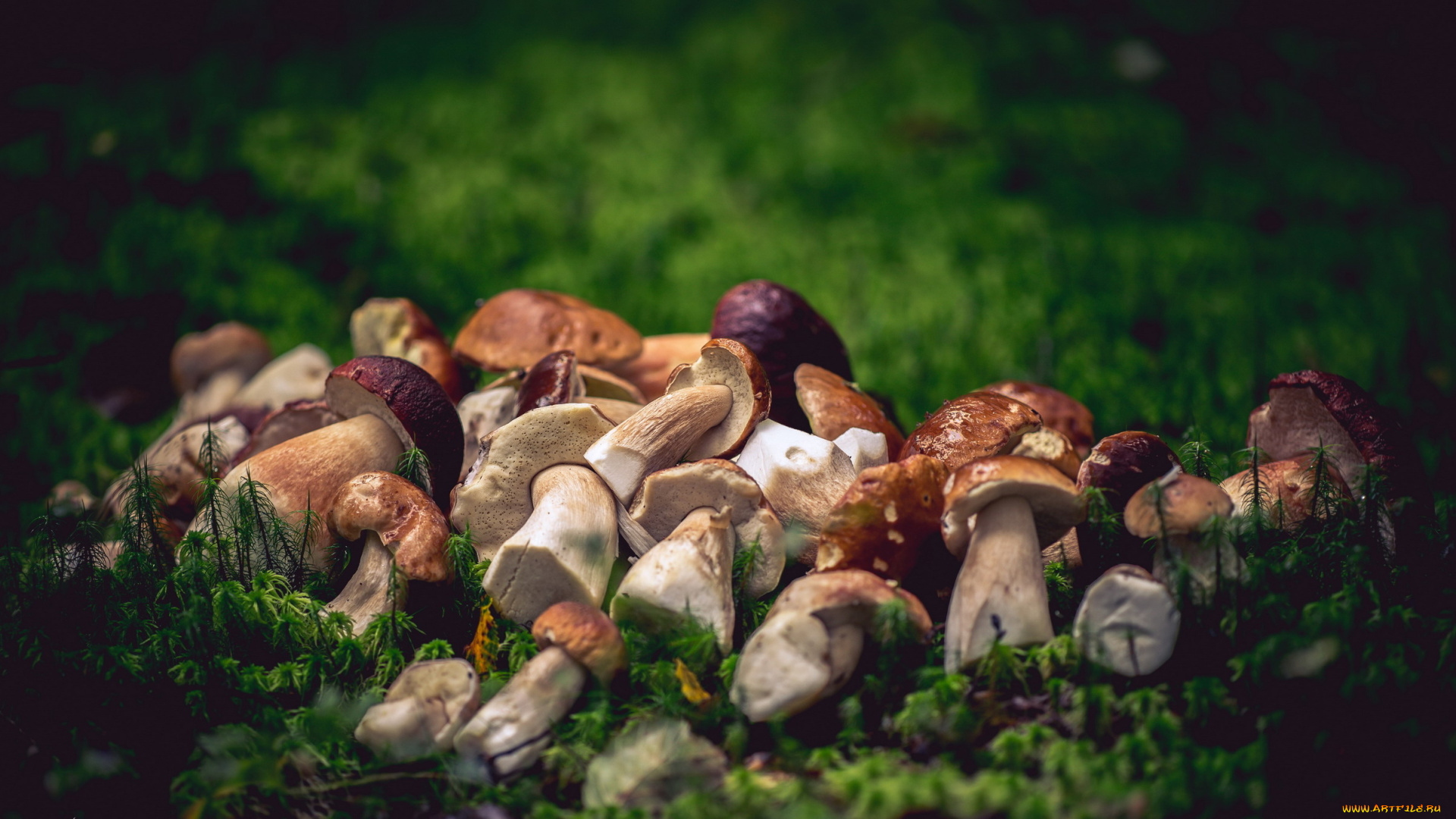 еда, грибы, , грибные, блюда, трава, мох, свежие, лесные