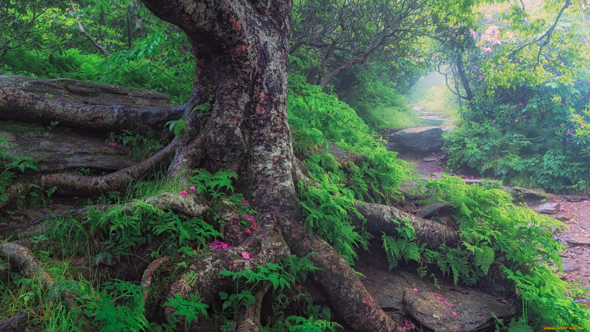 природа, деревья, дерево