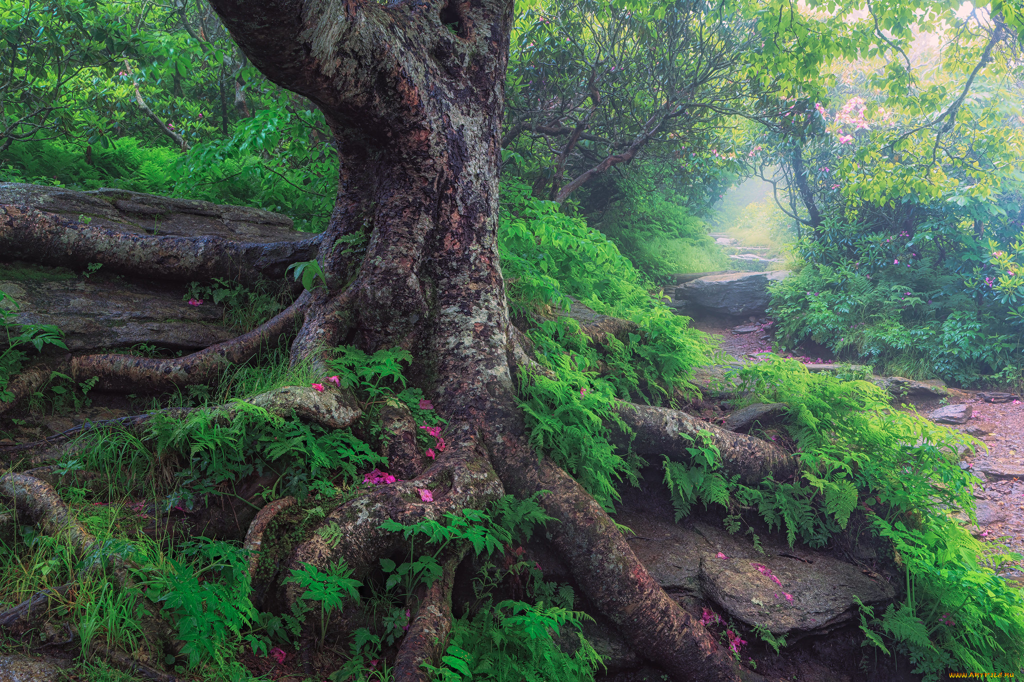 природа, деревья, дерево