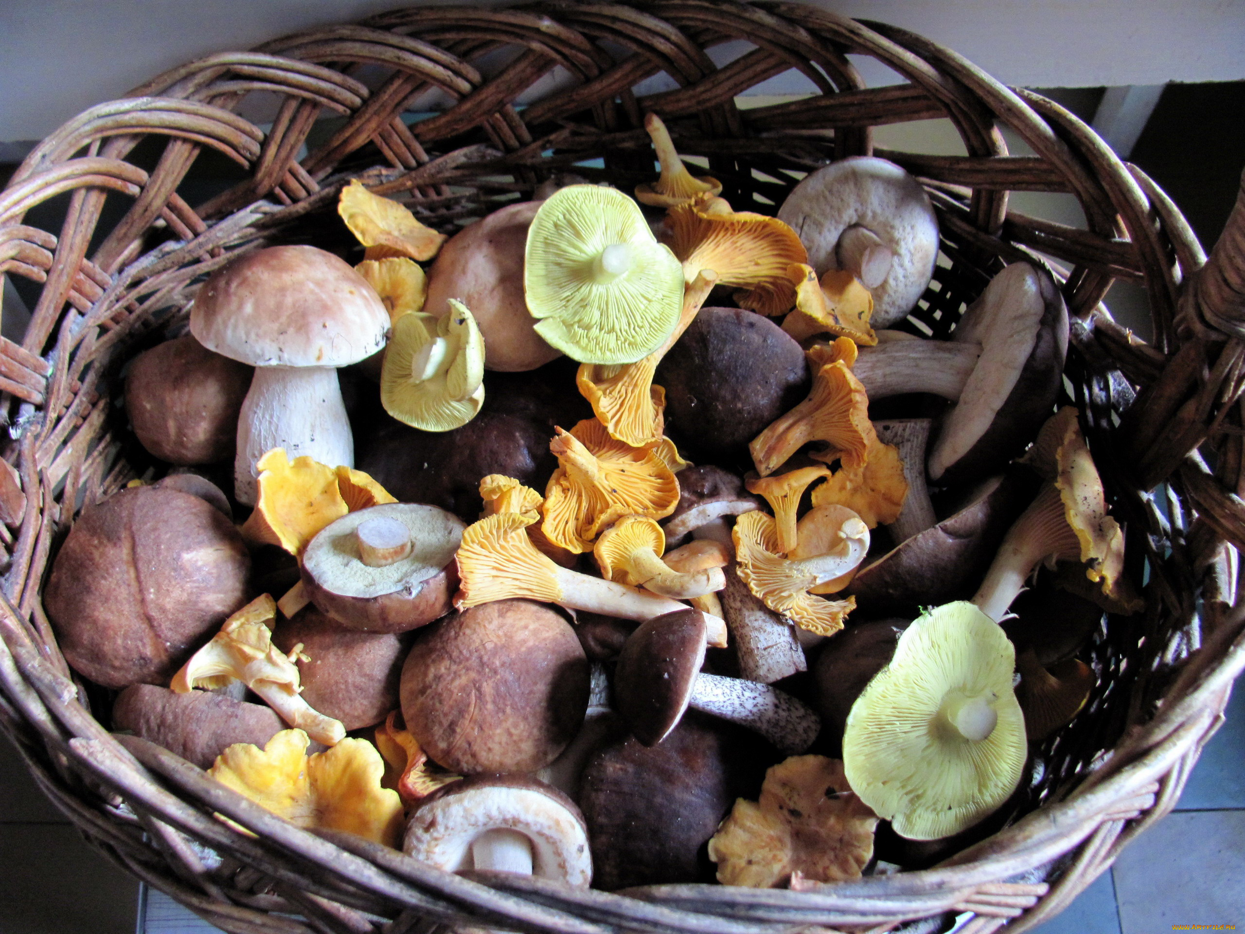 еда, грибы, , грибные, блюда, корзина, лесные, ассорти