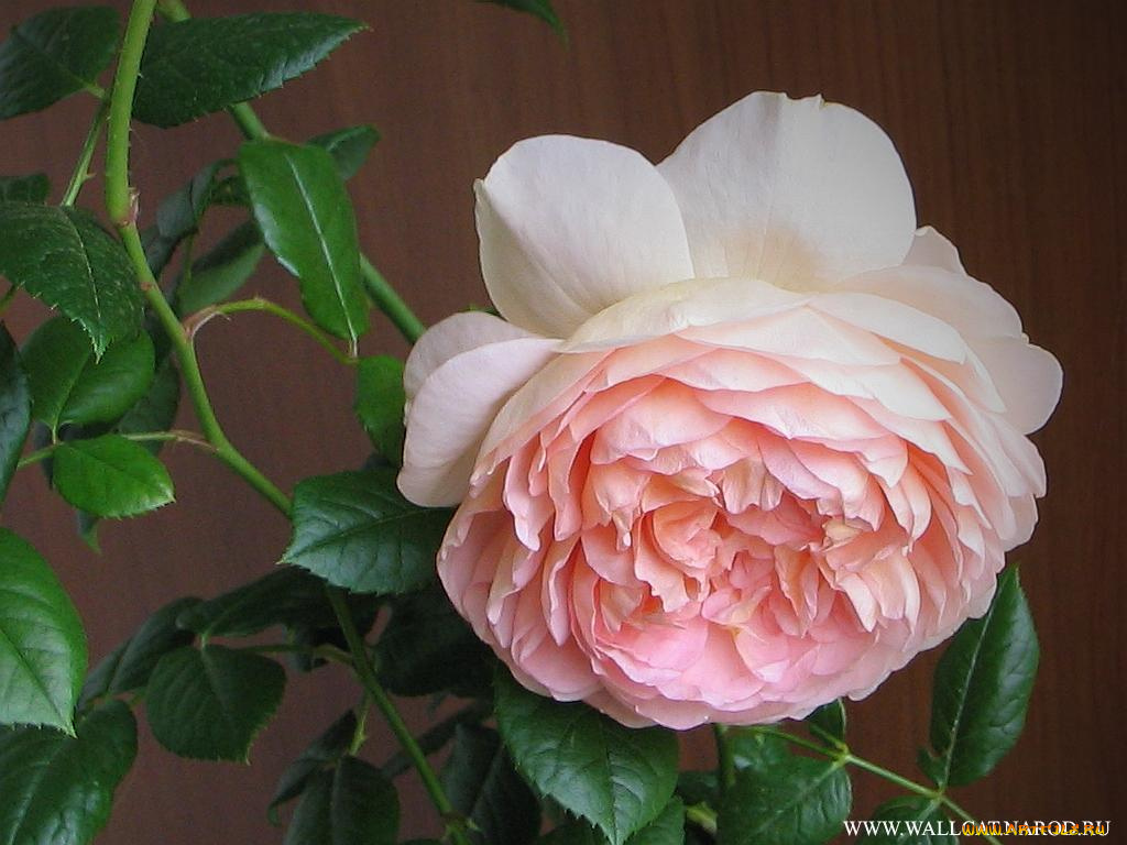 цветы, розы