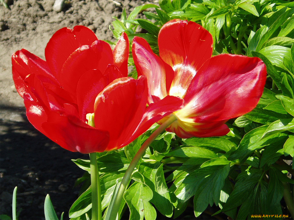 цветы, тюльпаны