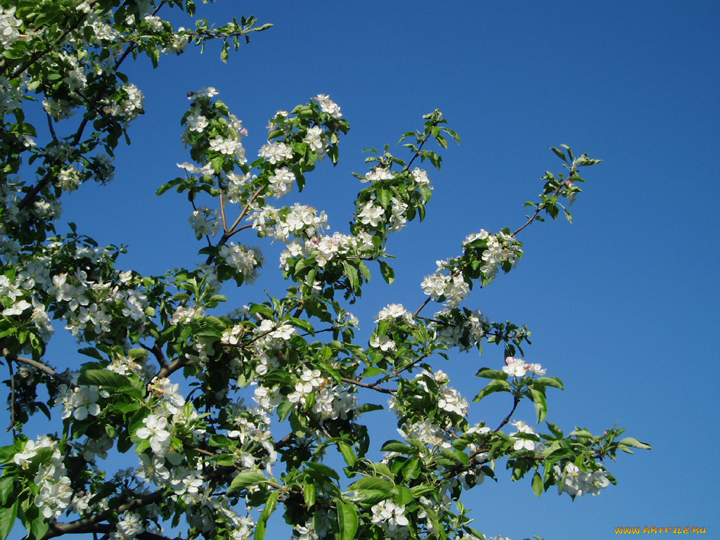 весна, пришла, цветы, цветущие, деревья, кустарники