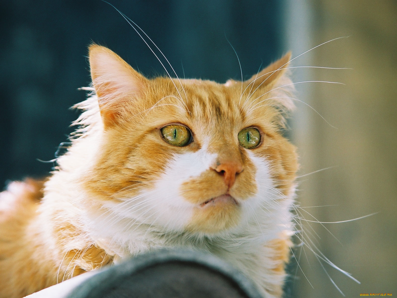рыжий, кот, животные, коты