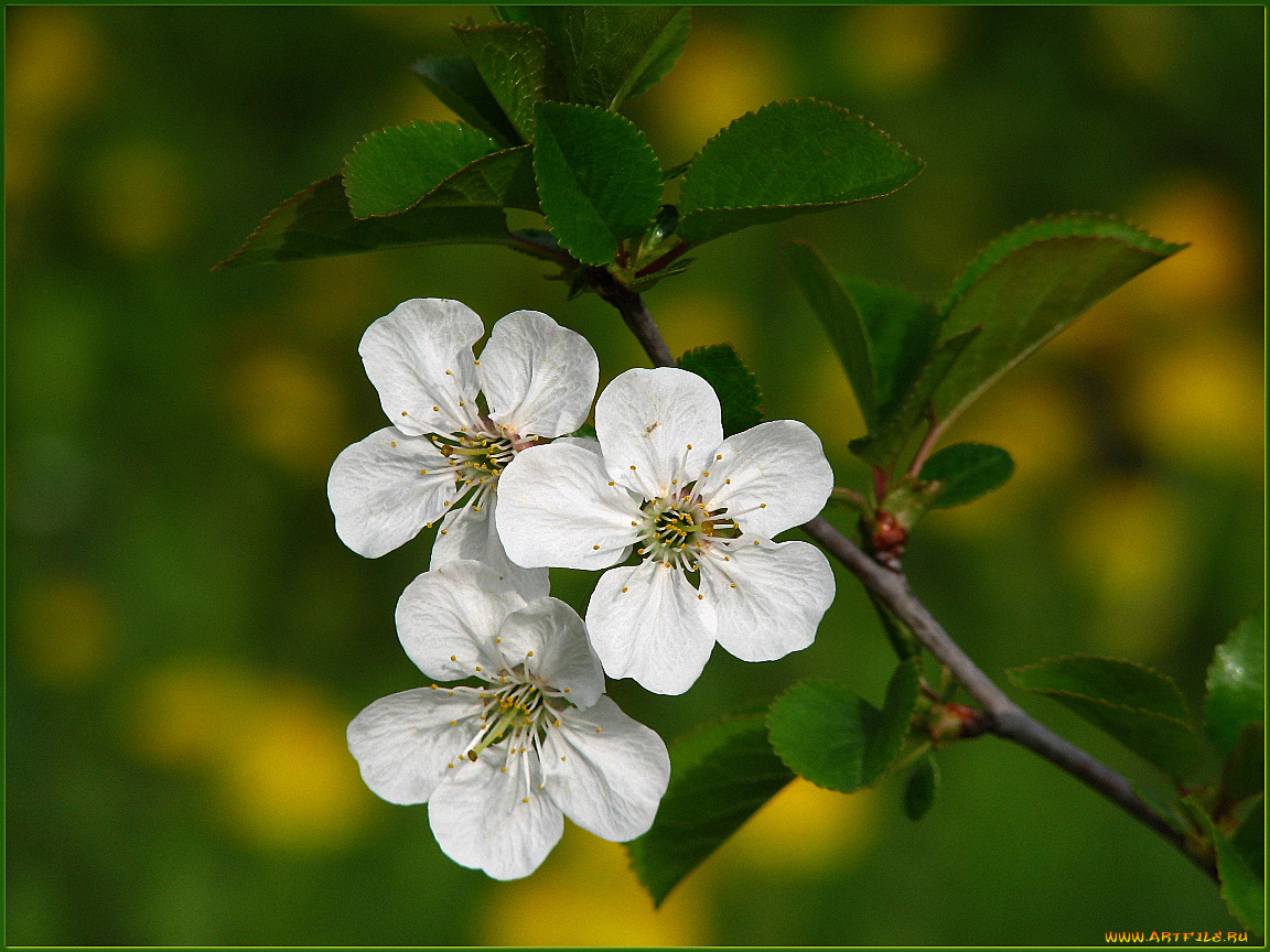 цветы, сакура, вишня