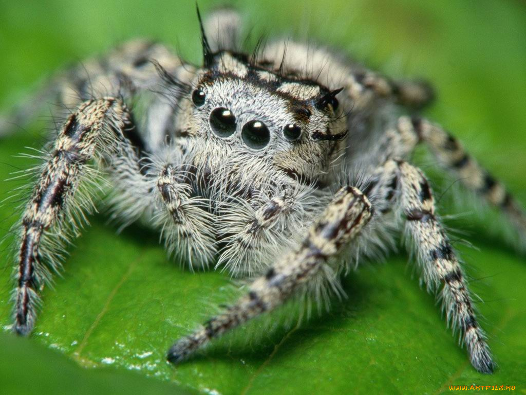 животные, пауки