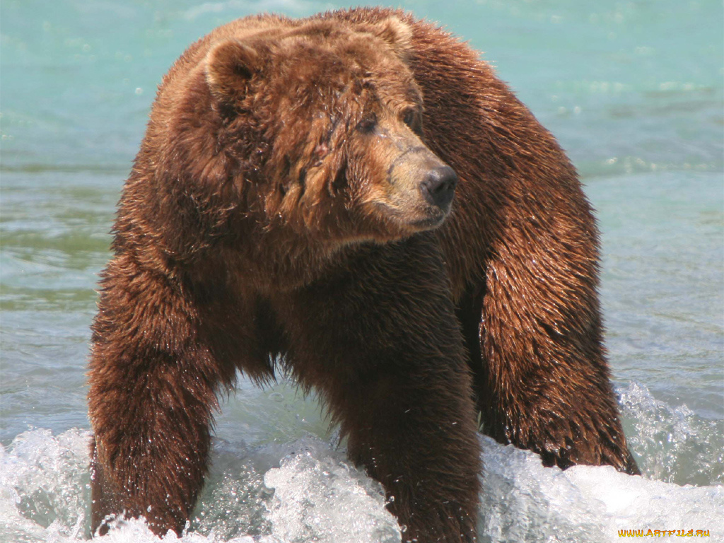 животные, медведи