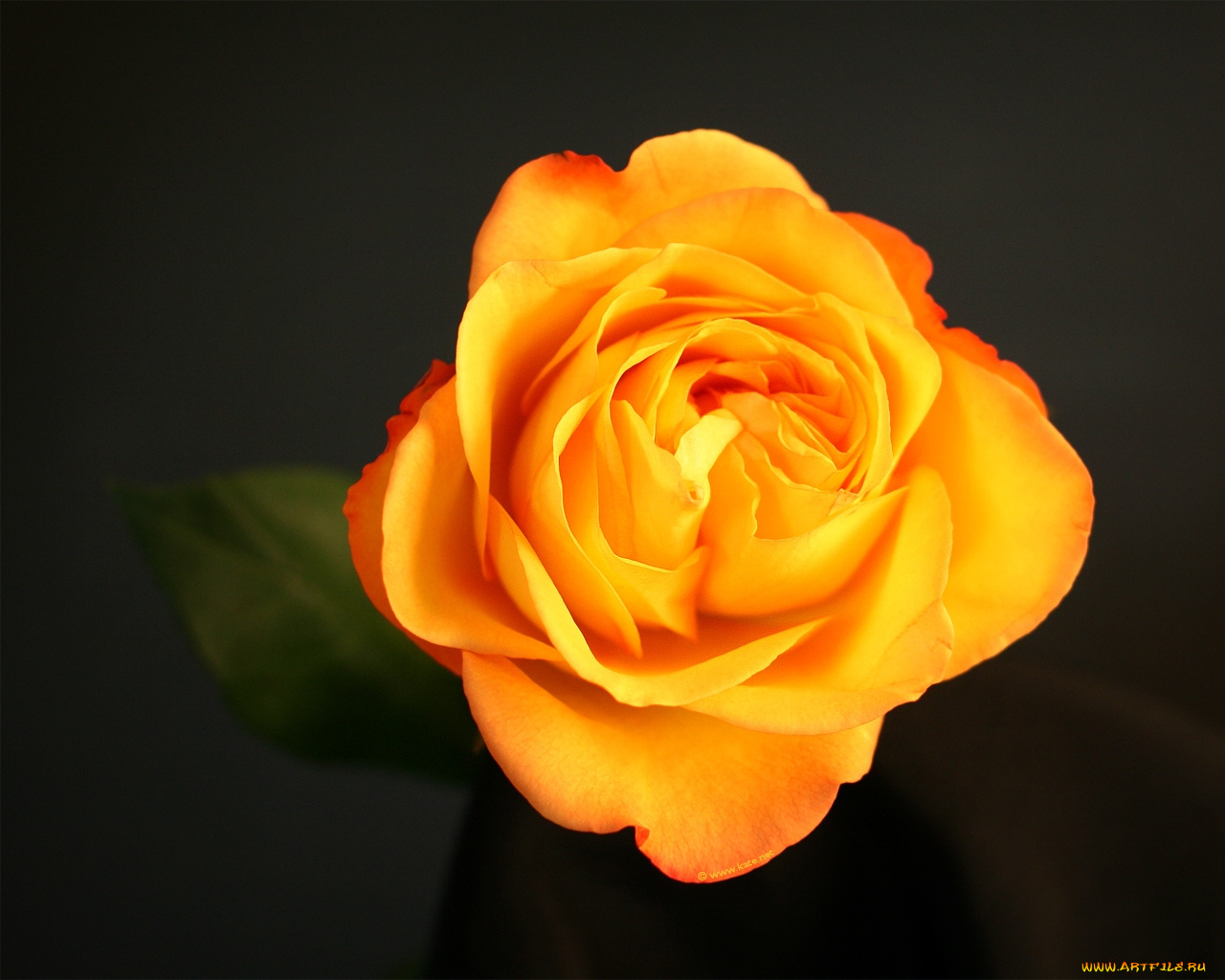 цветы, розы