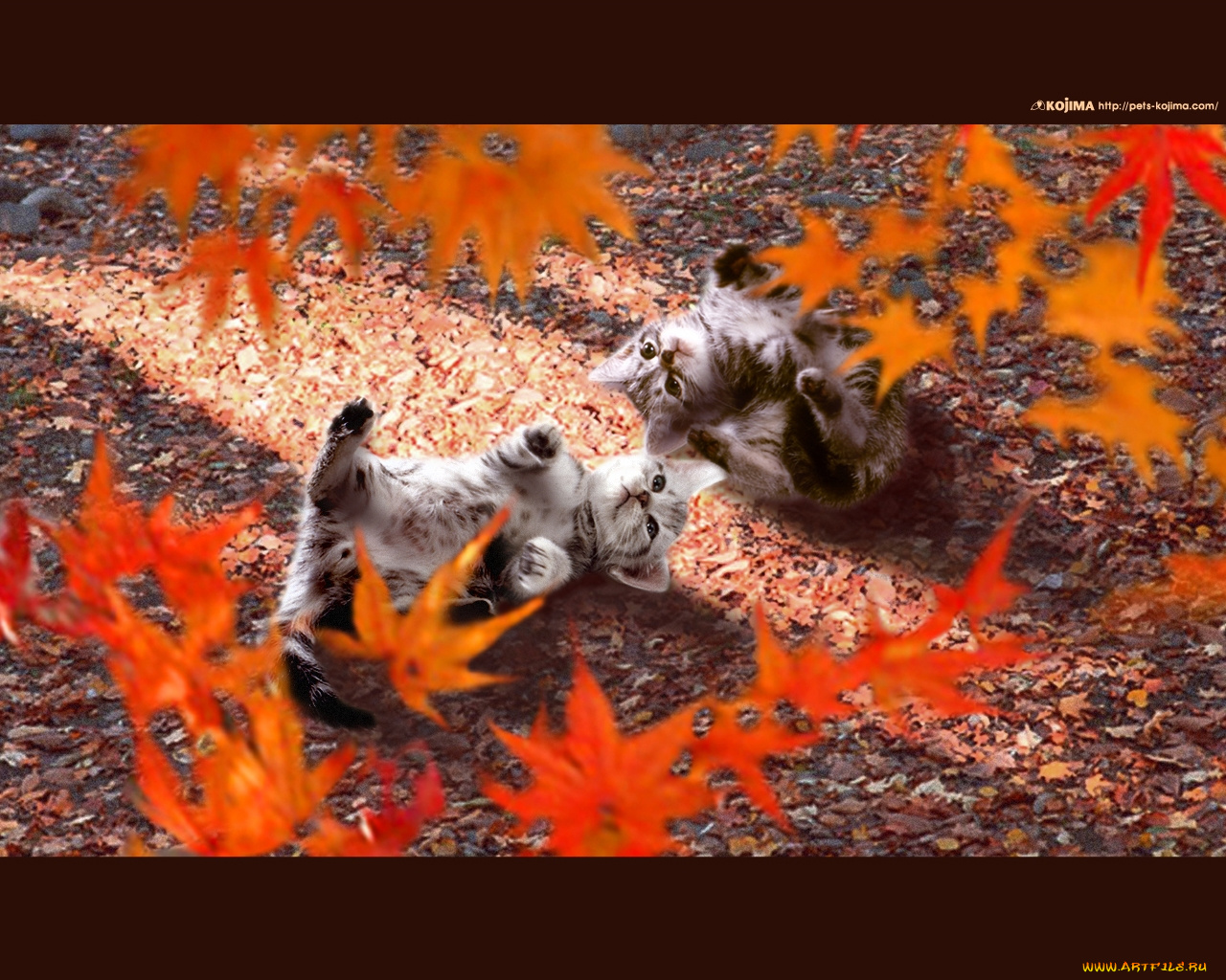 животные, коты