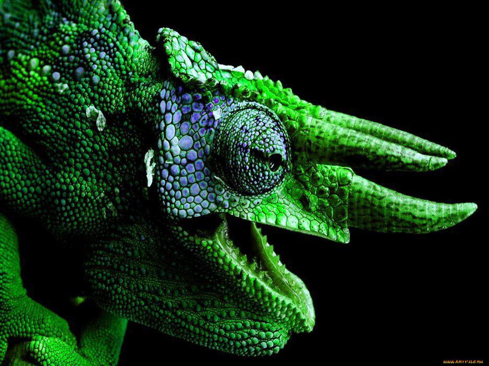 животные, хамелеоны