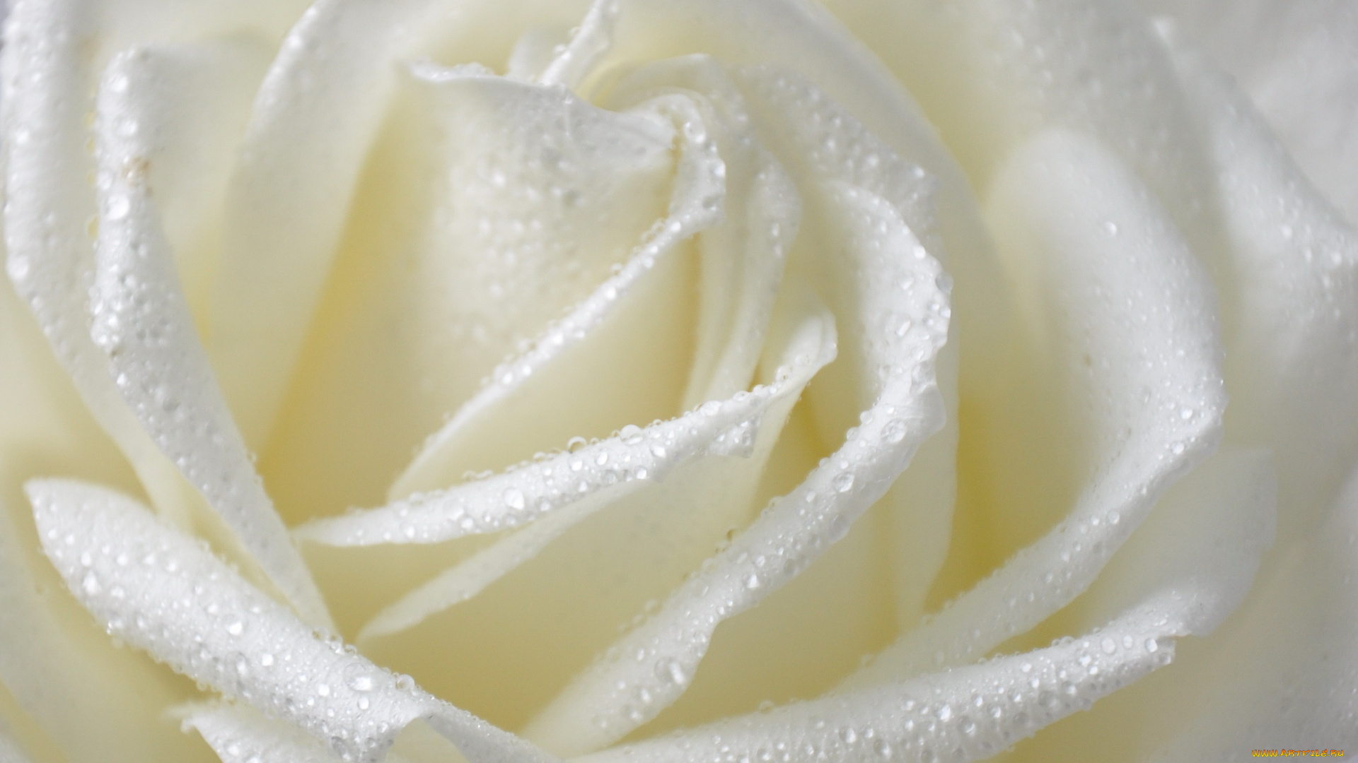 цветы, розы