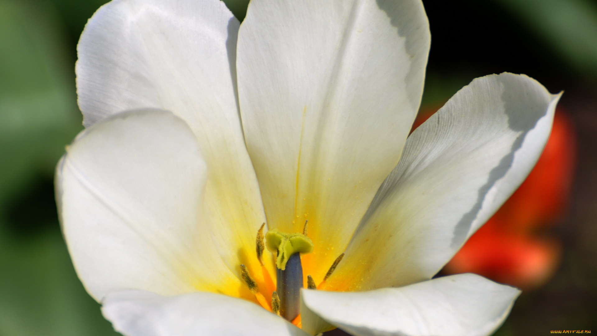 цветы, тюльпаны