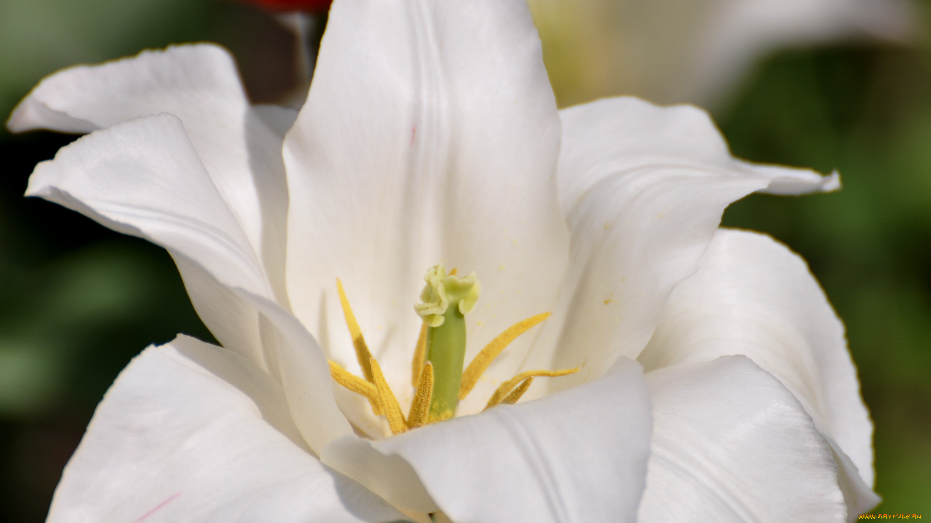 цветы, тюльпаны