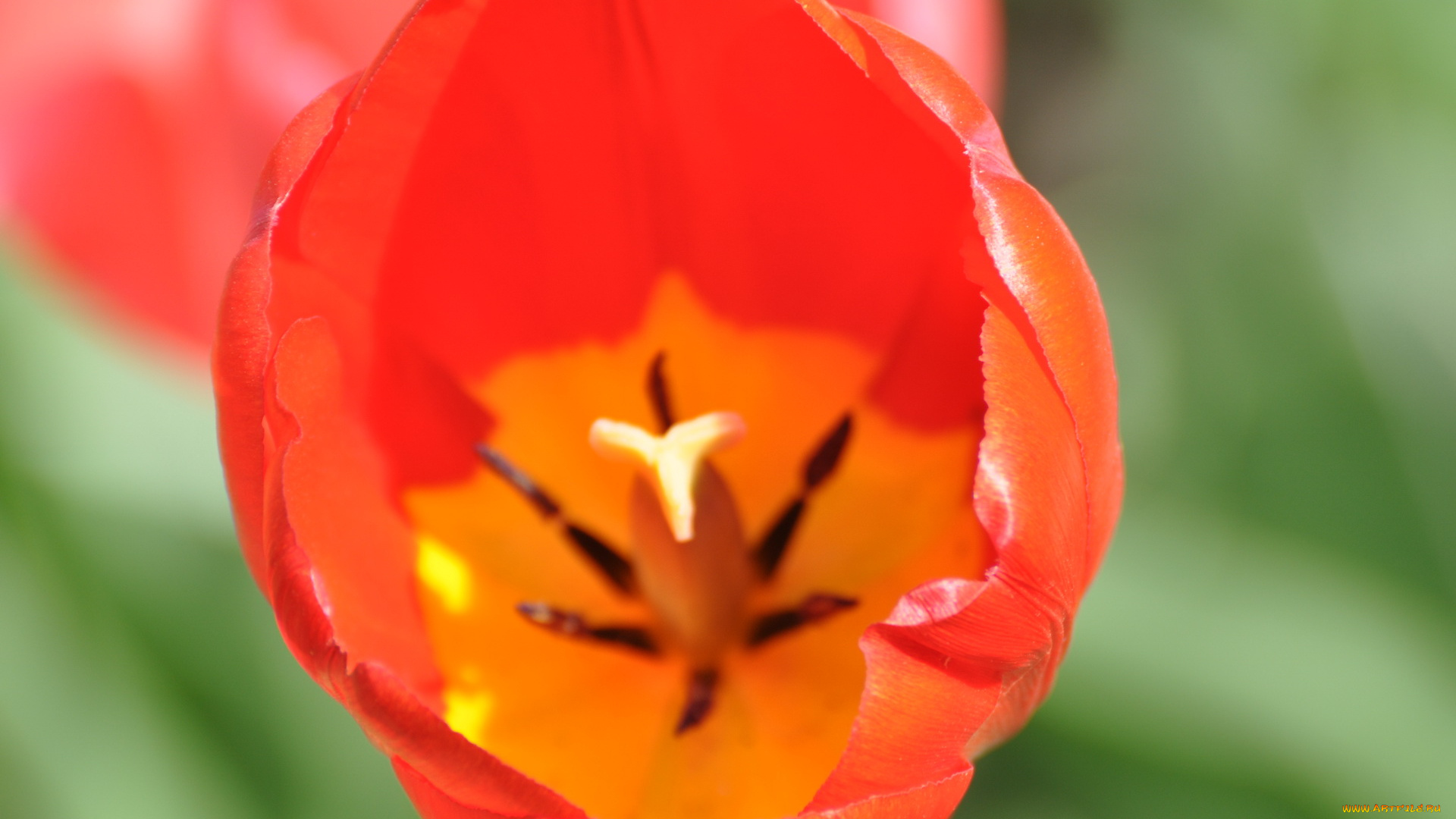 цветы, тюльпаны