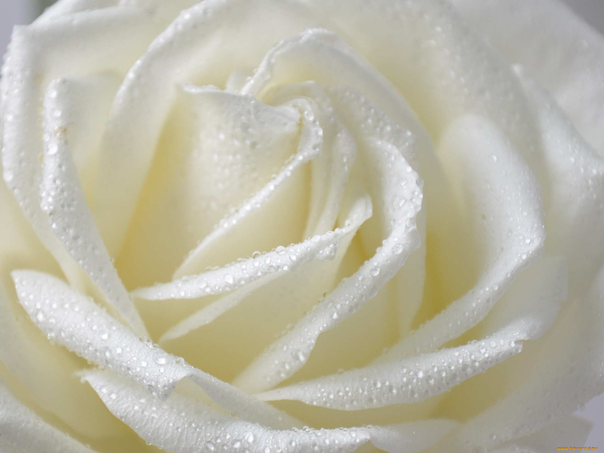 цветы, розы