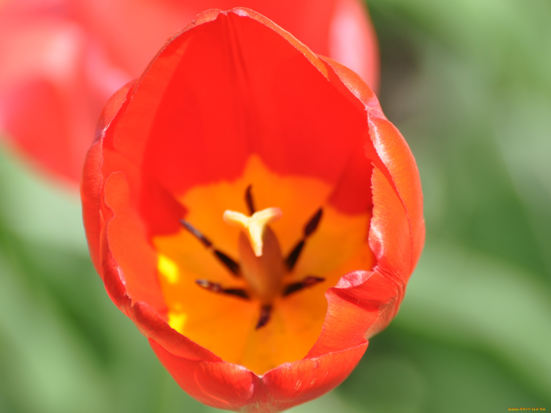 цветы, тюльпаны