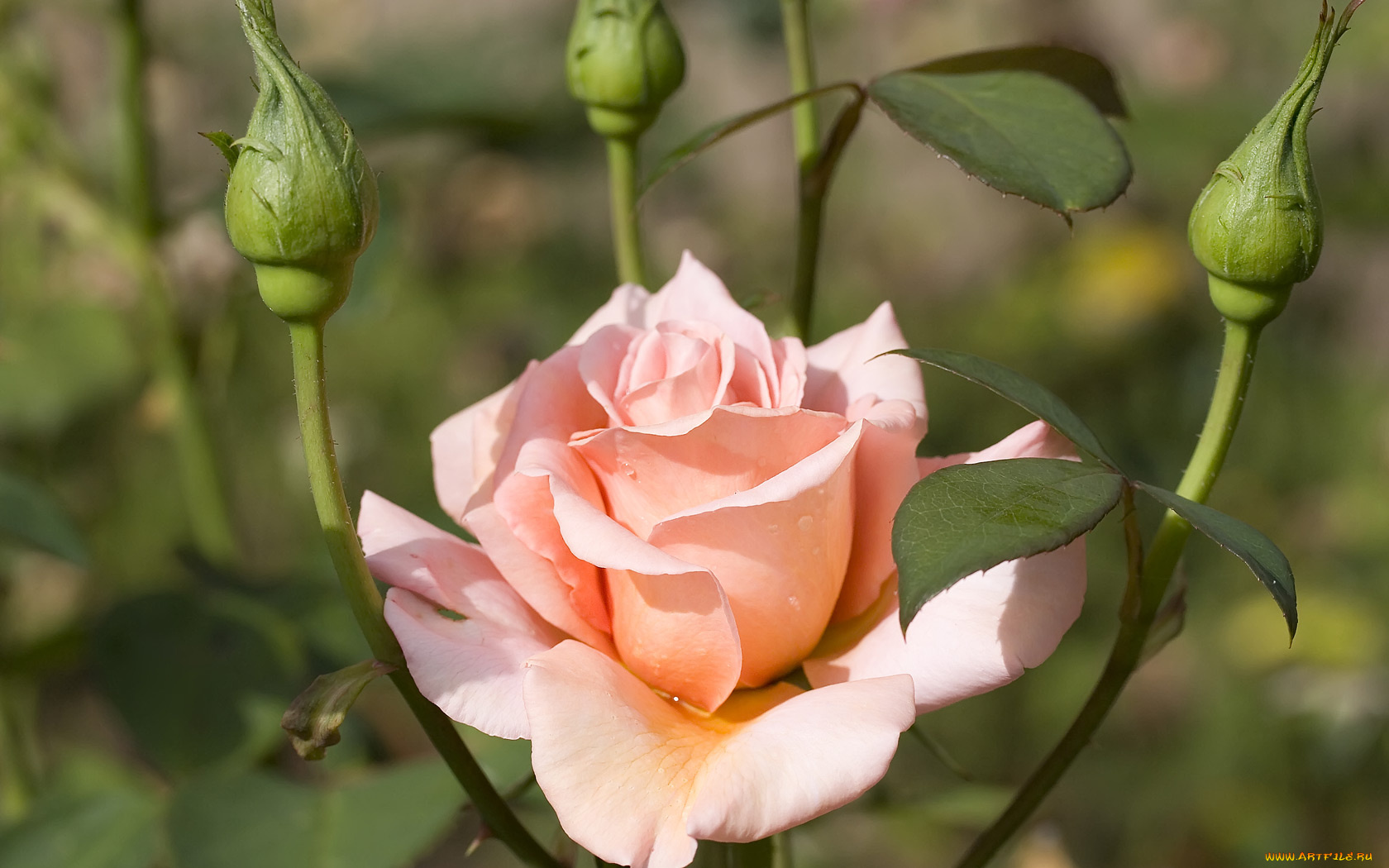 цветы, розы